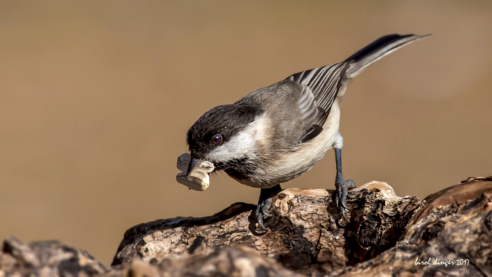 Akyanaklı baştankara