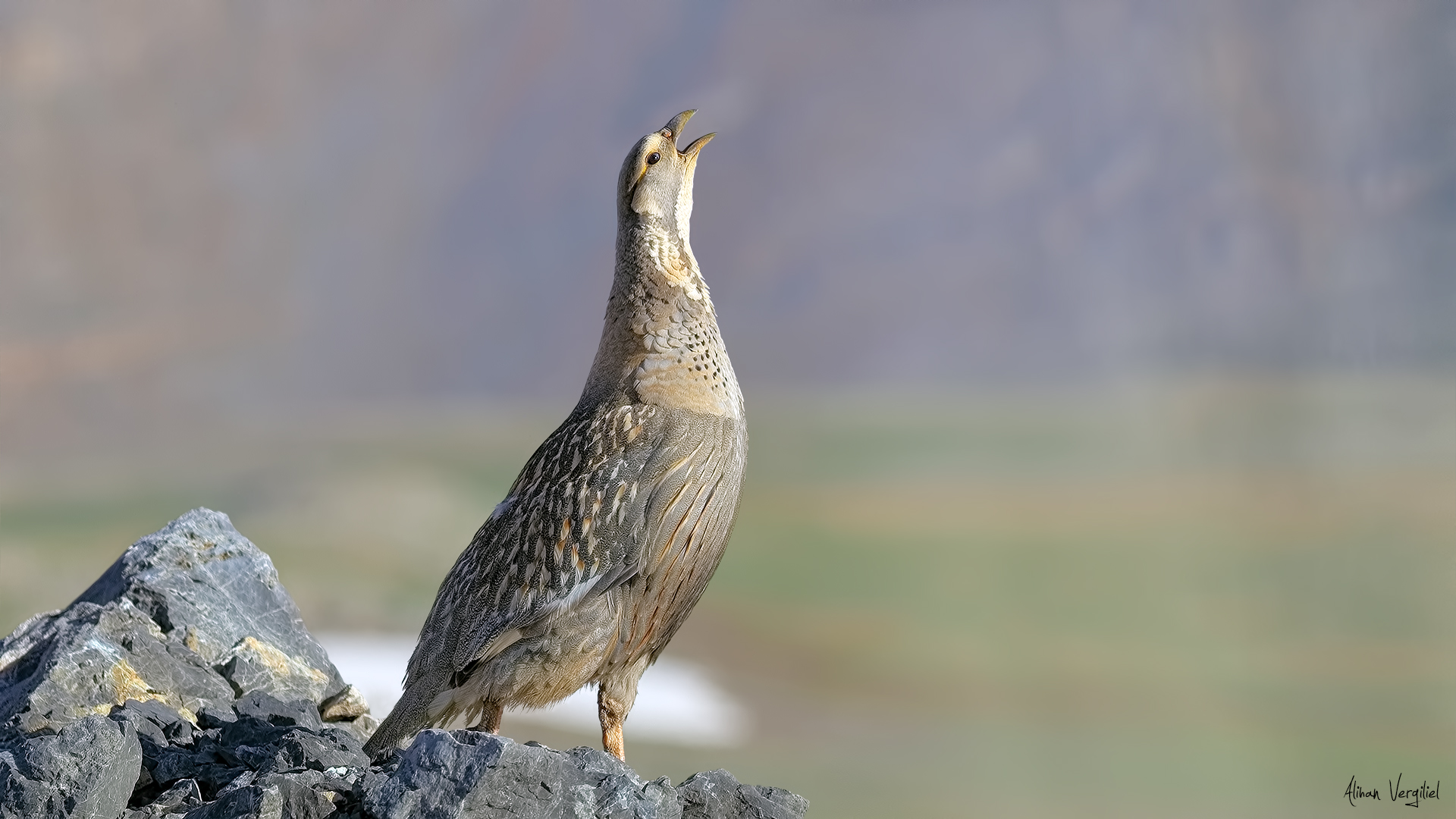 Urkeklik » Caspian Snowcock » Tetraogallus caspius