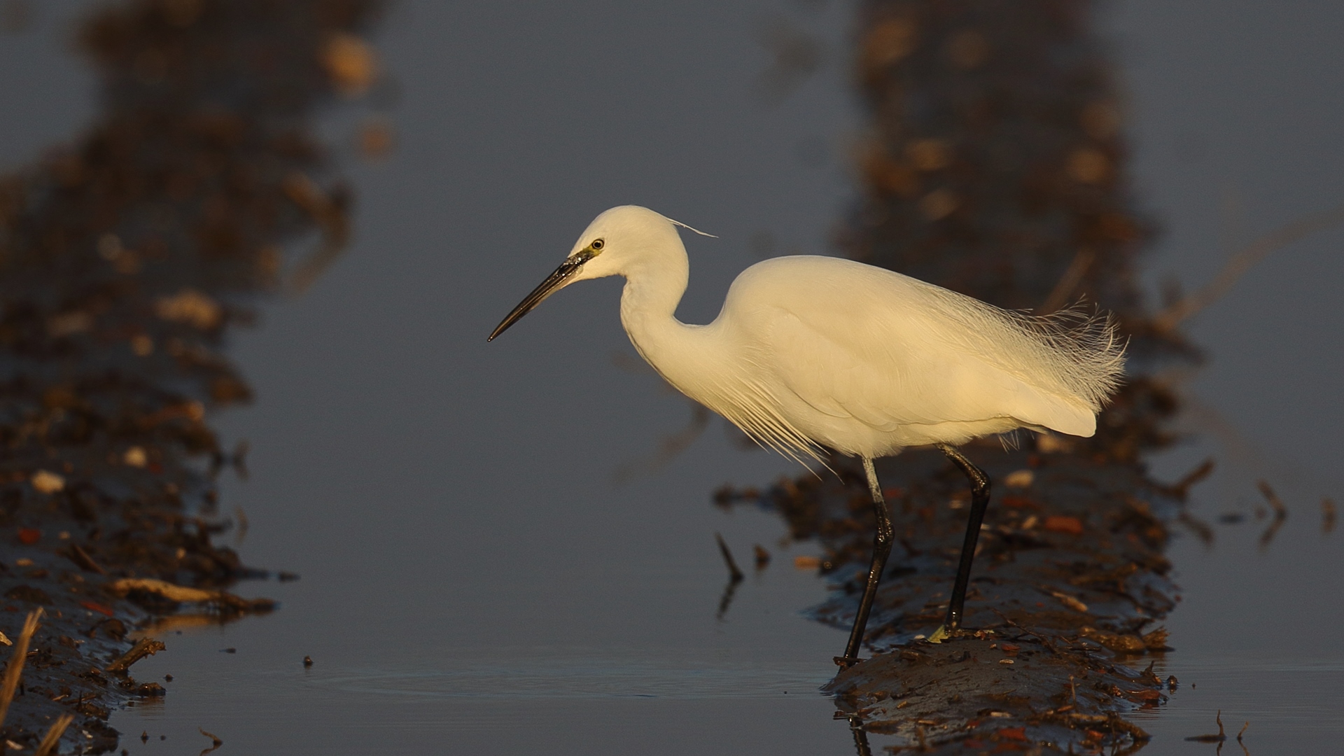 Küçük ak balıkçıl