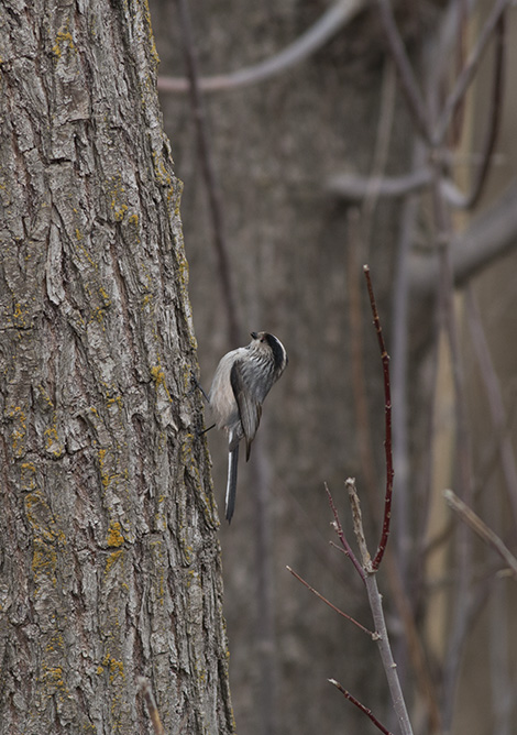 Uzunkuyruklu baştankara