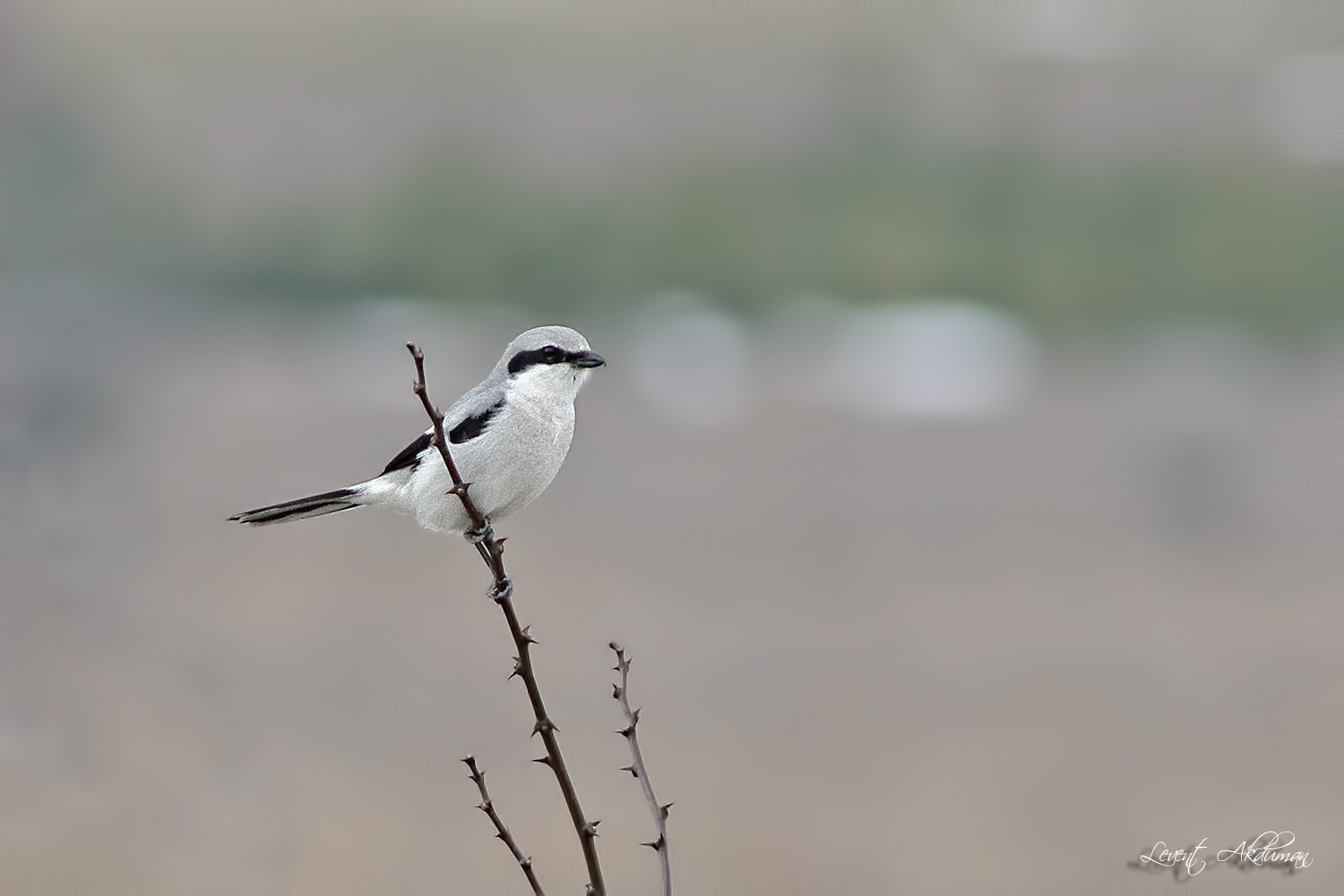 Büyük örümcekkuşu