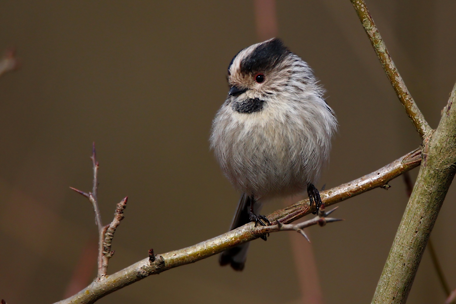 Uzunkuyruklu baştankara