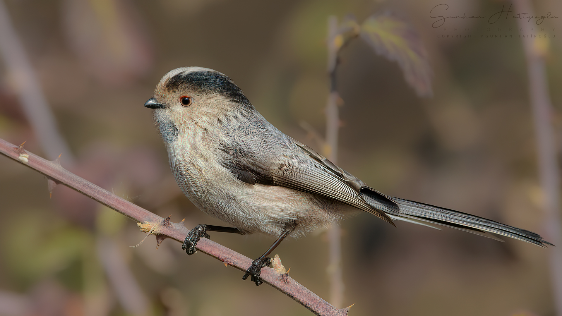 Uzunkuyruklu baştankara
