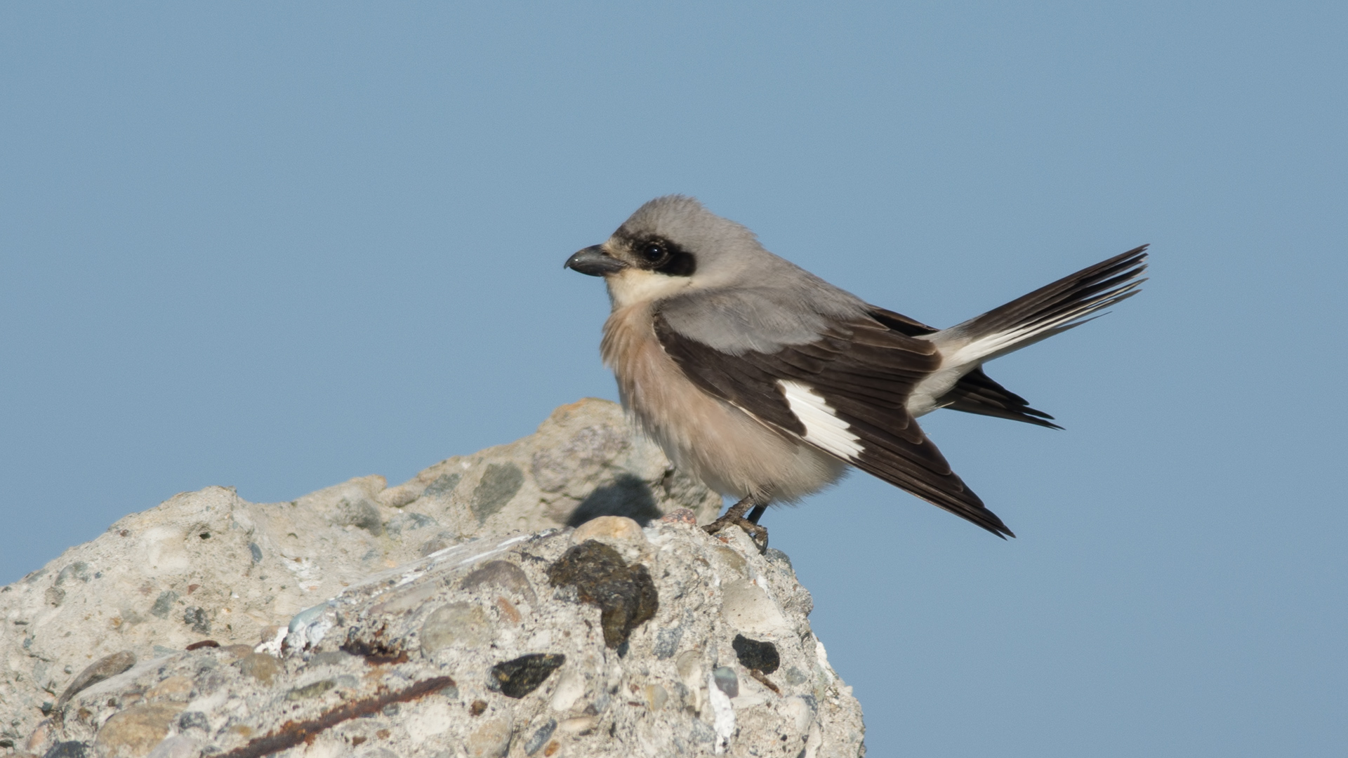 Karaalınlı örümcekkuşu