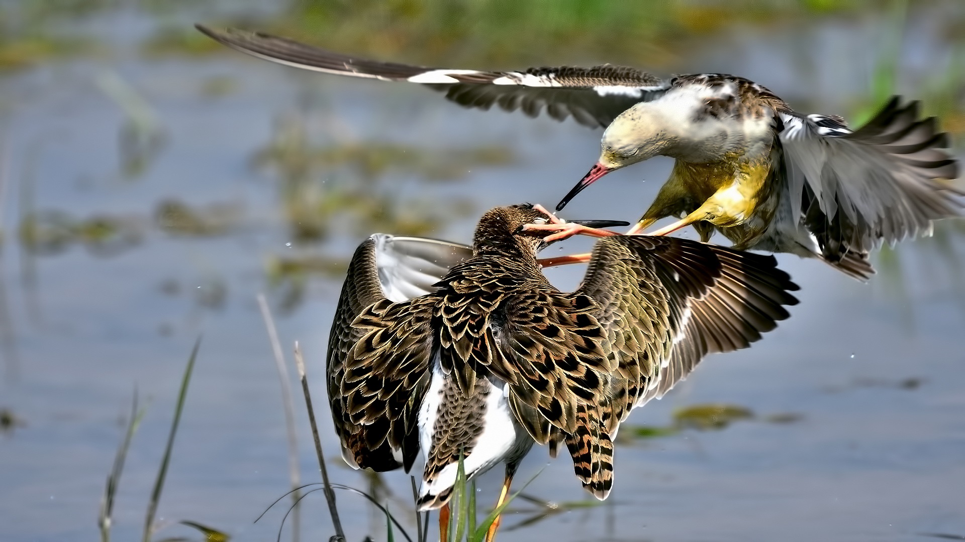 Dövüşkenkuş » Ruff » Calidris pugnax