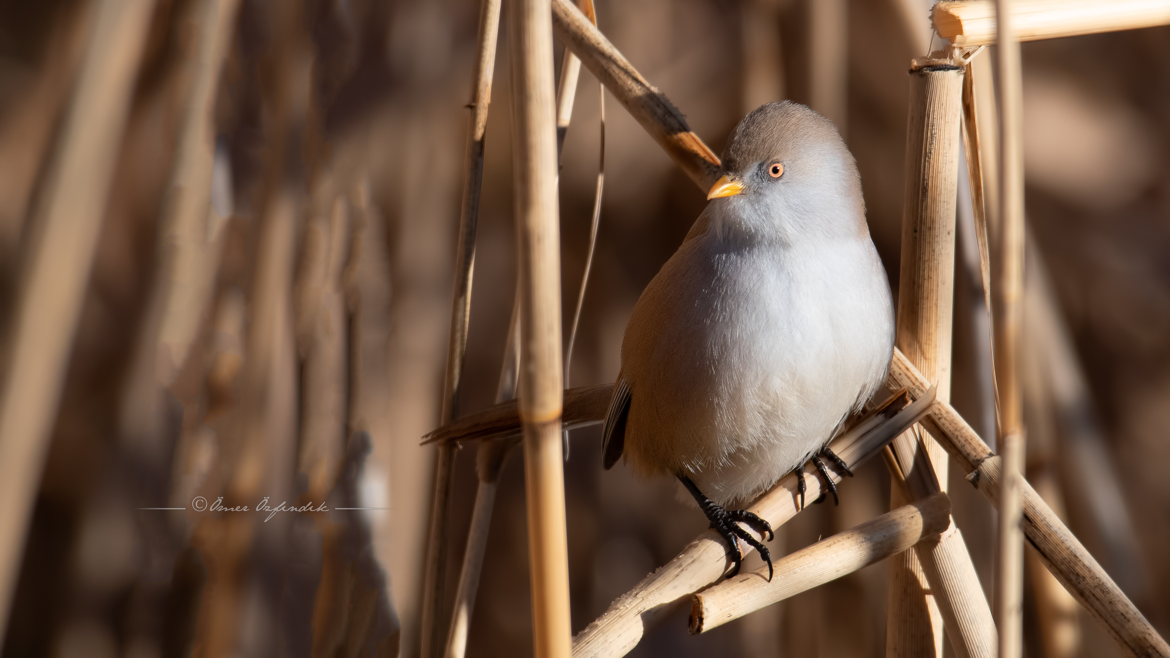 Bıyıklı baştankara