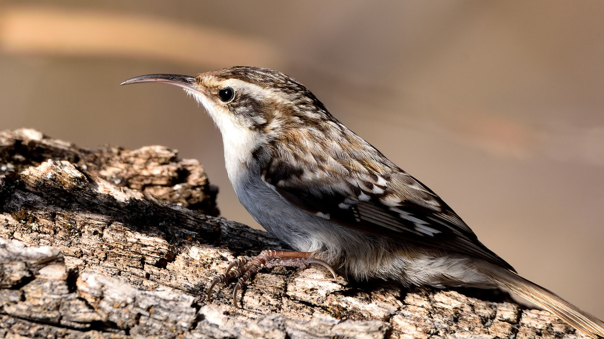 Bahçe tırmaşıkkuşu