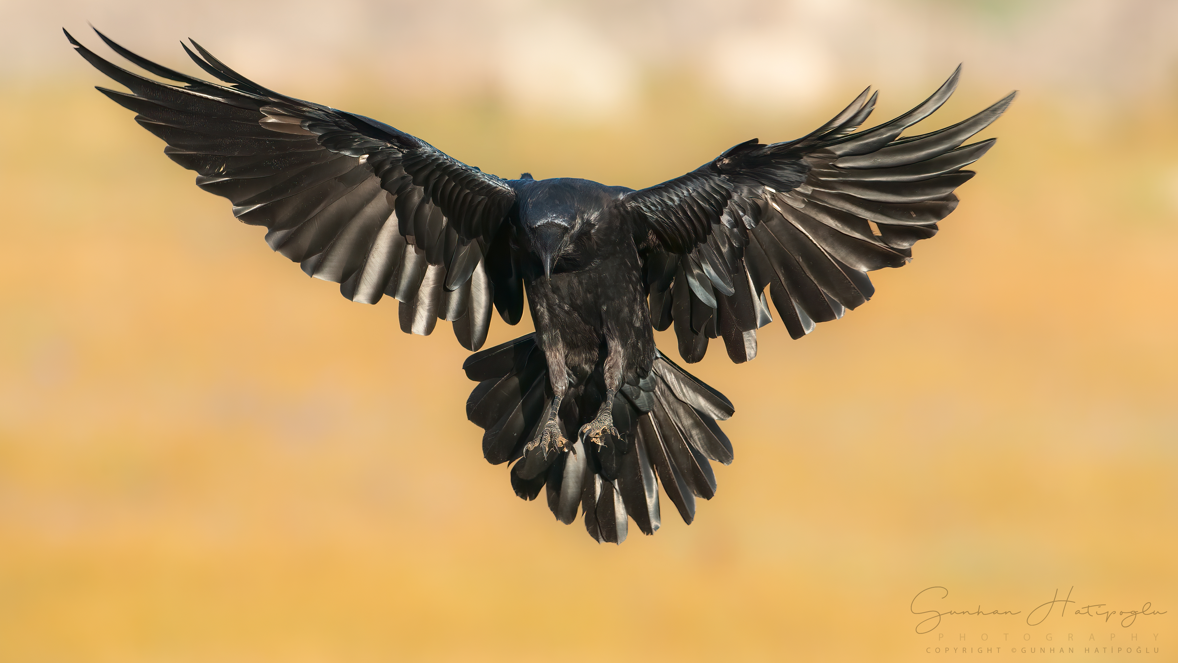Kuzgun » Northern Raven » Corvus corax