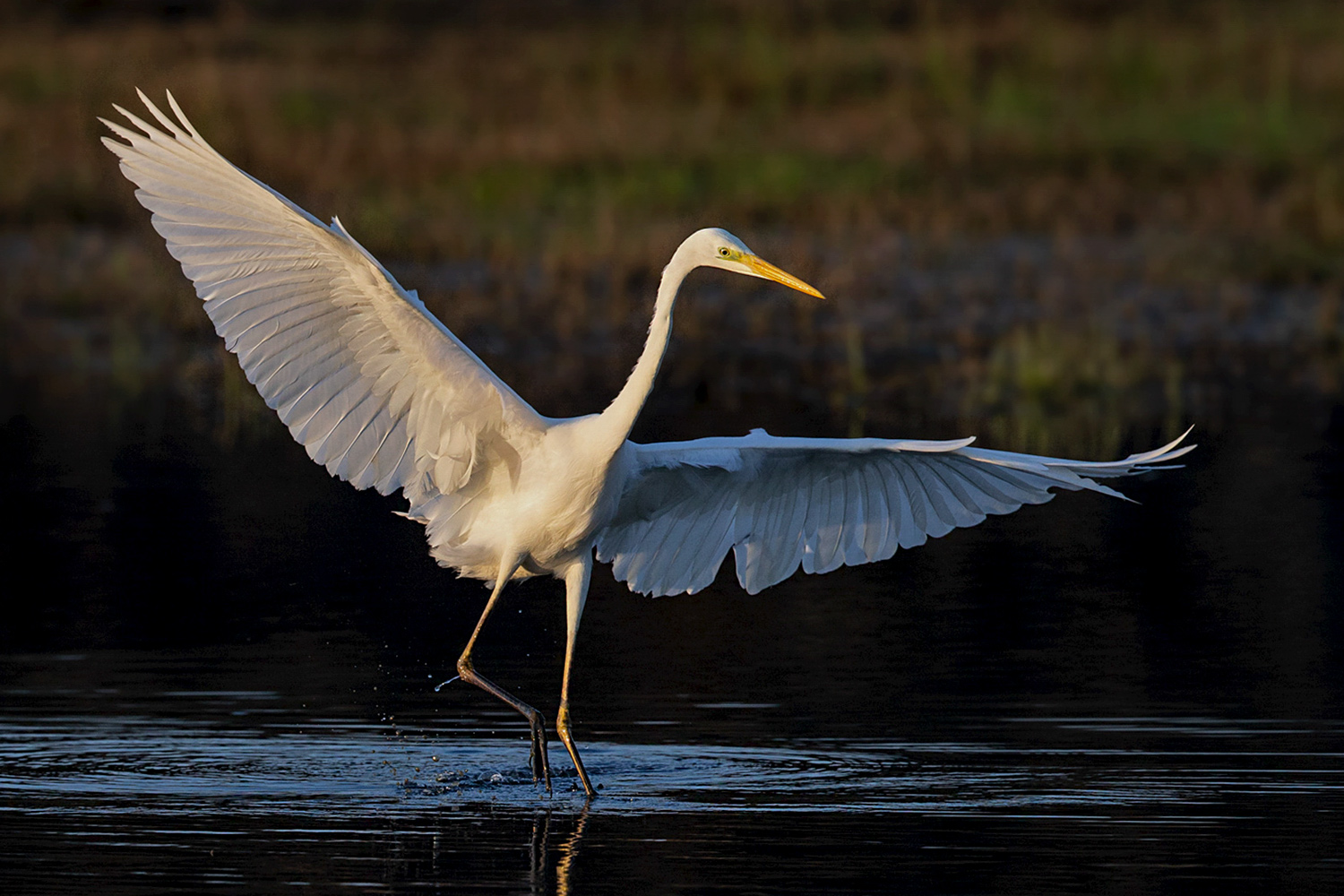 Büyük ak balıkçıl