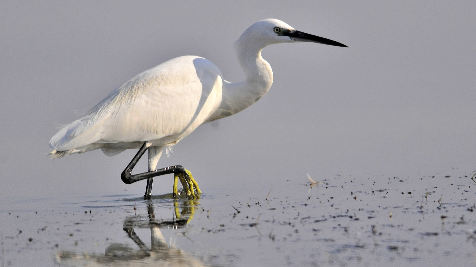 Küçük ak balıkçıl