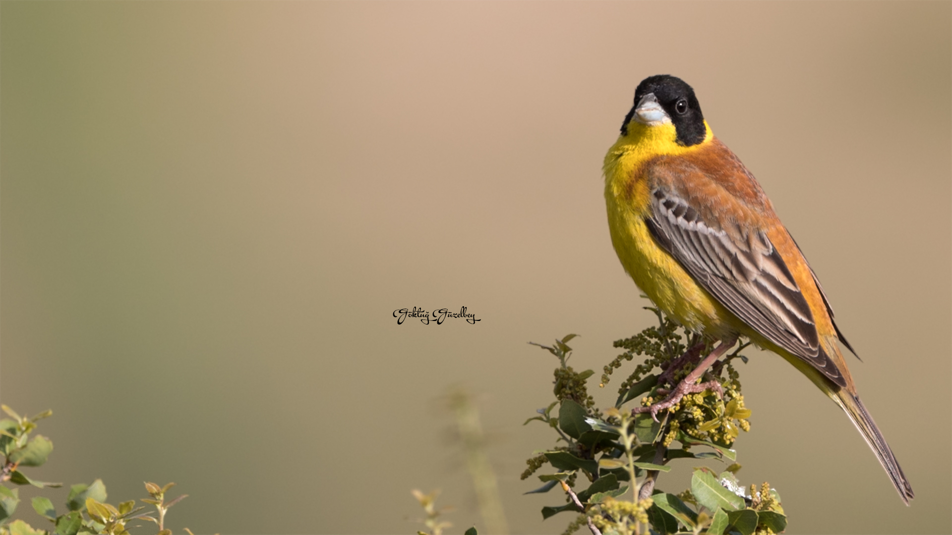 Karabaşlı kirazkuşu