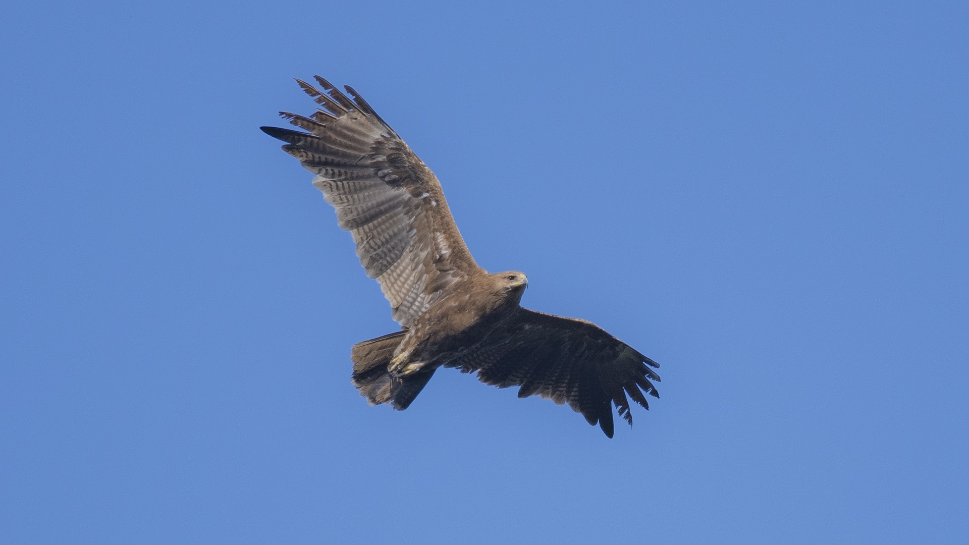 Küçük orman kartalı » Lesser Spotted Eagle » Clanga pomarina