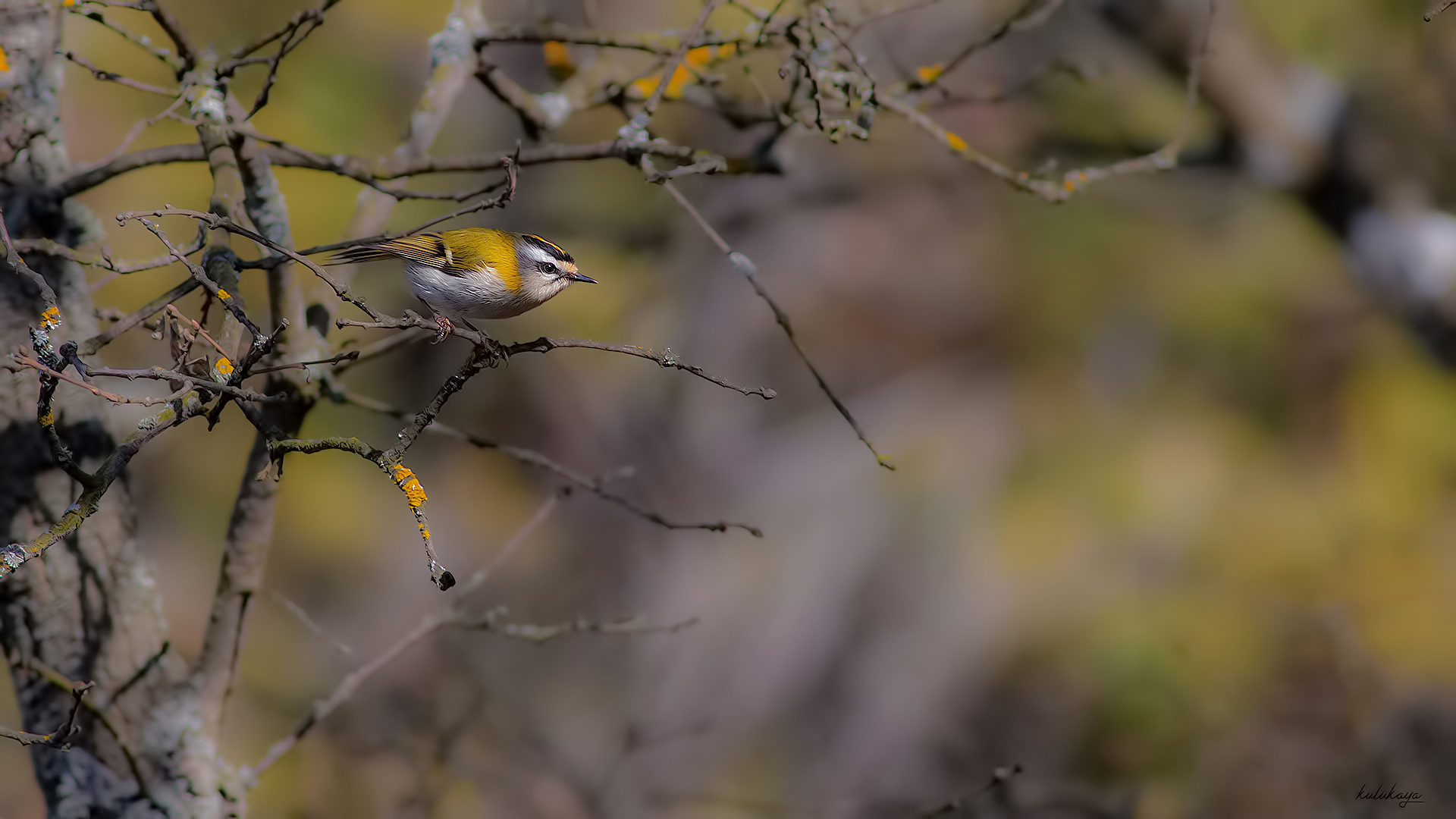 Sürmeli çalıkuşu