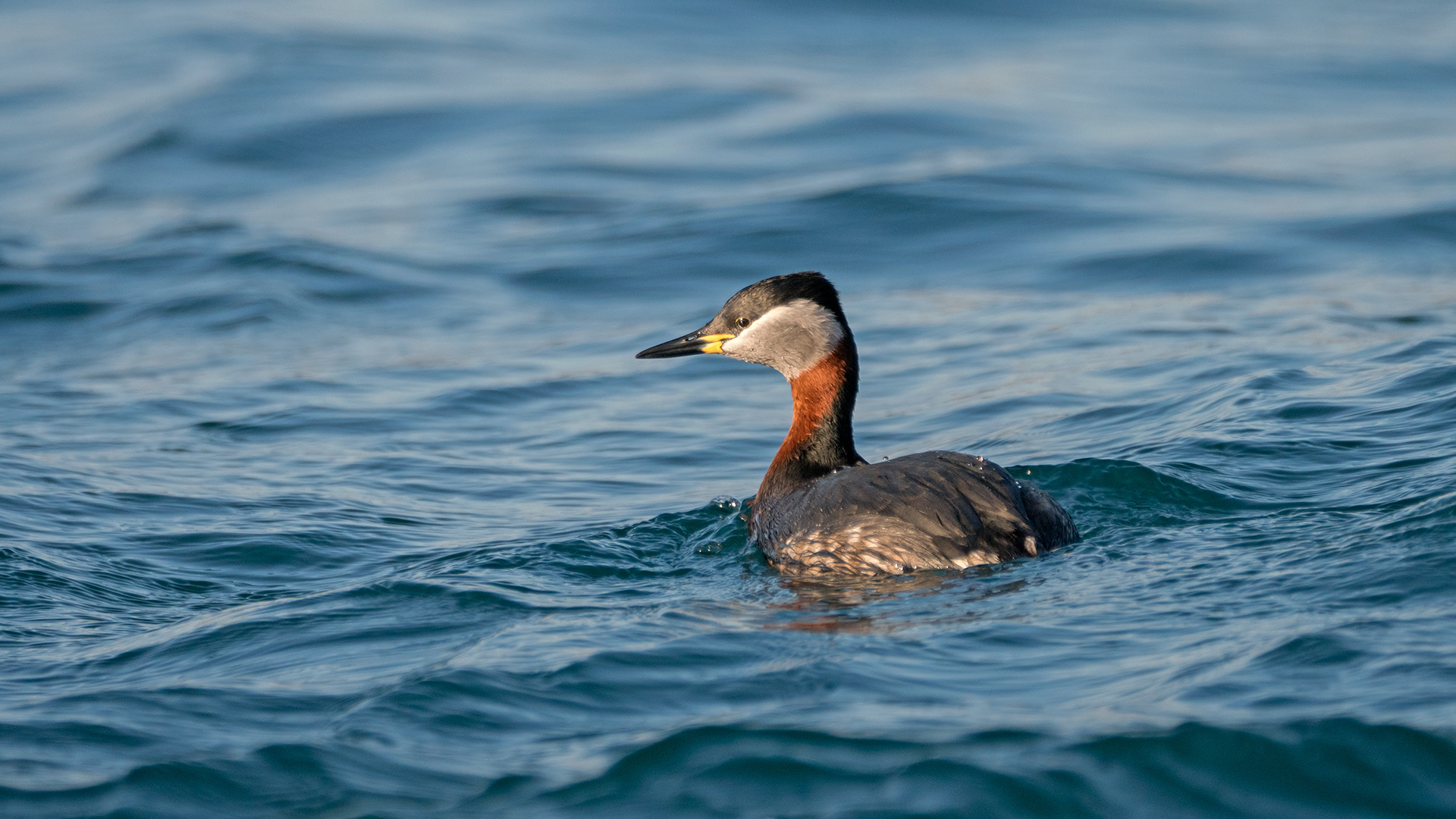Kızılboyunlu batağan