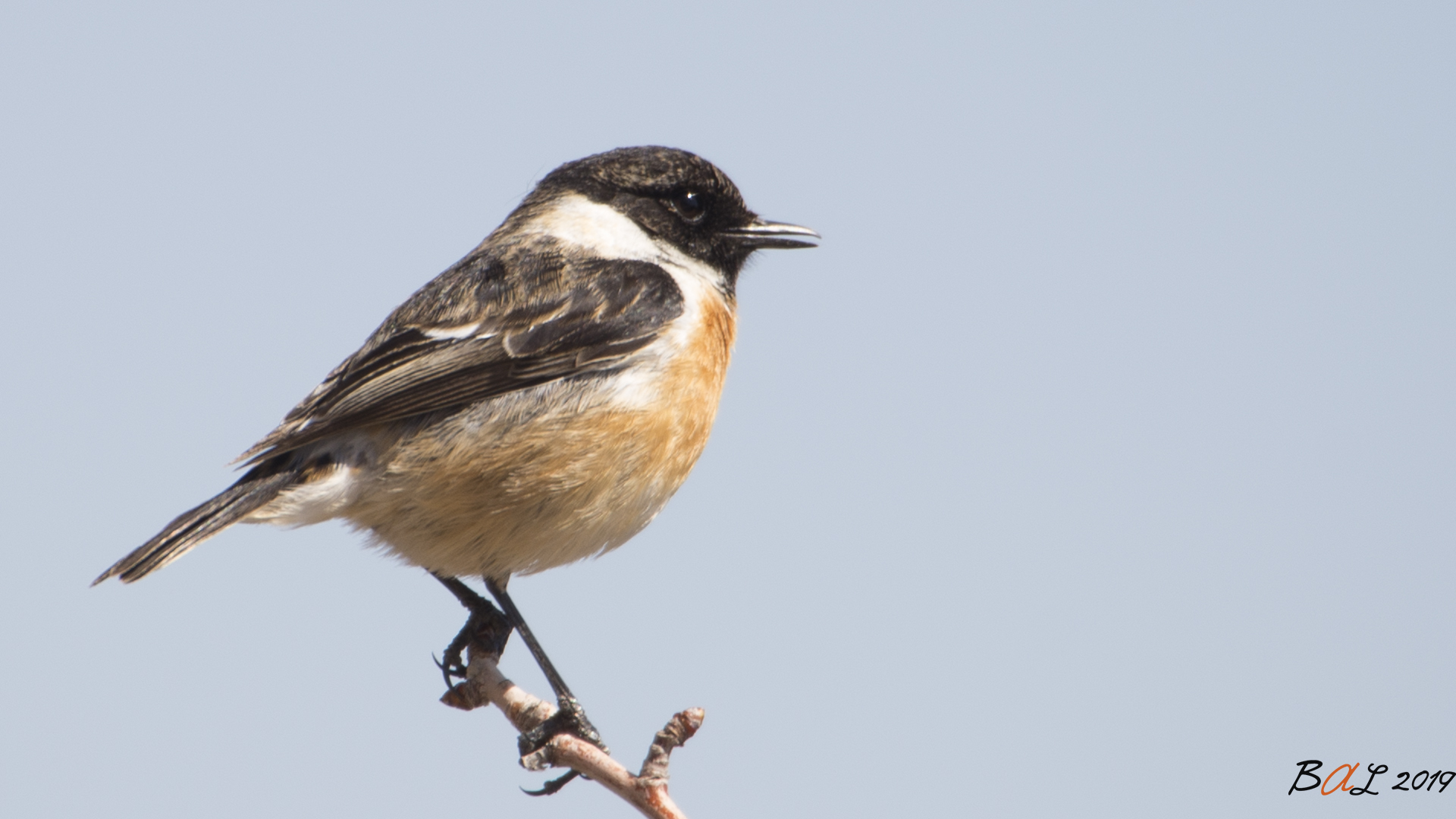 Taşkuşu » European Stonechat » Saxicola rubicola