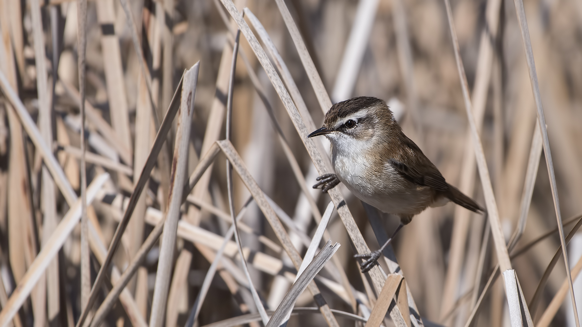 Bıyıklı kamışçın