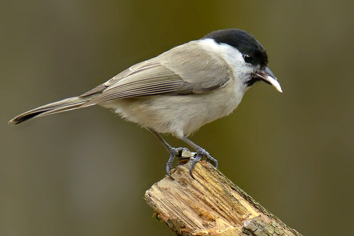 Kayın baştankarası