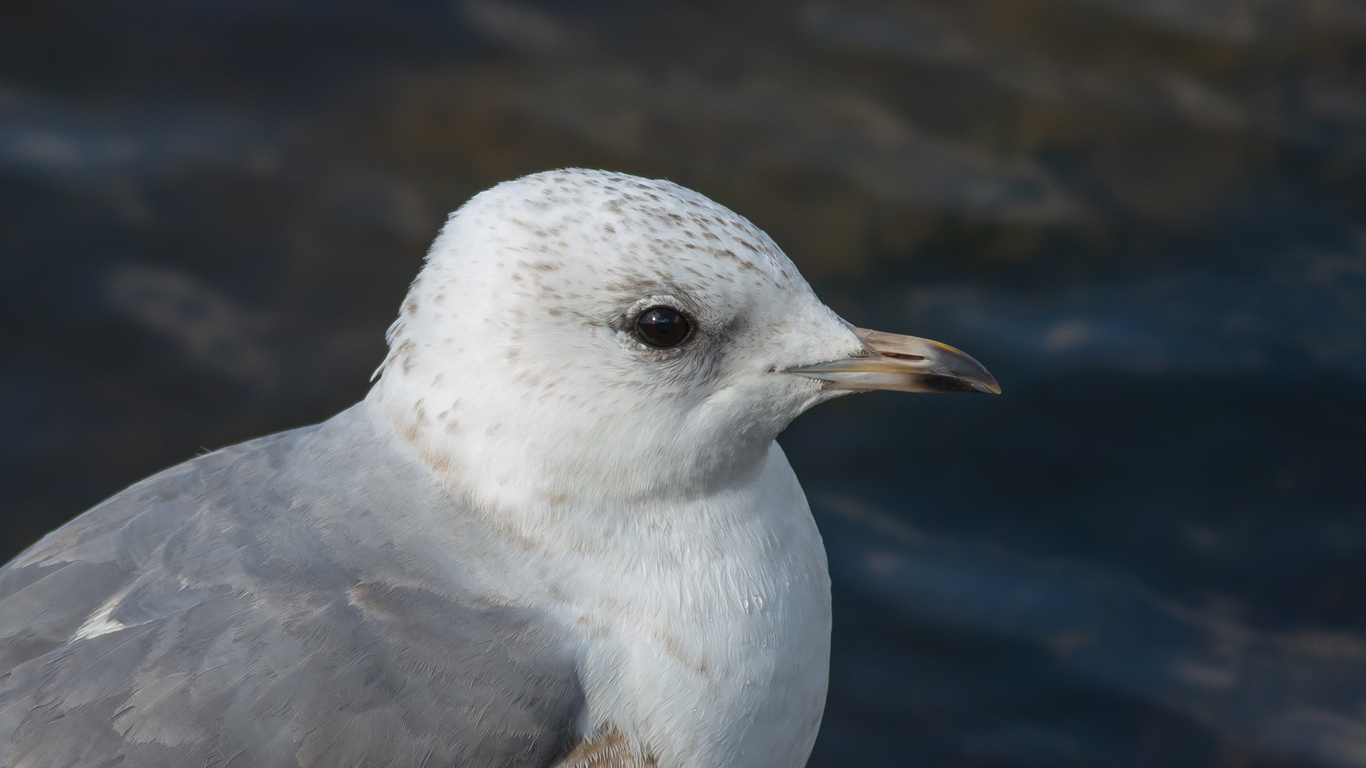 Küçük gümüş martı