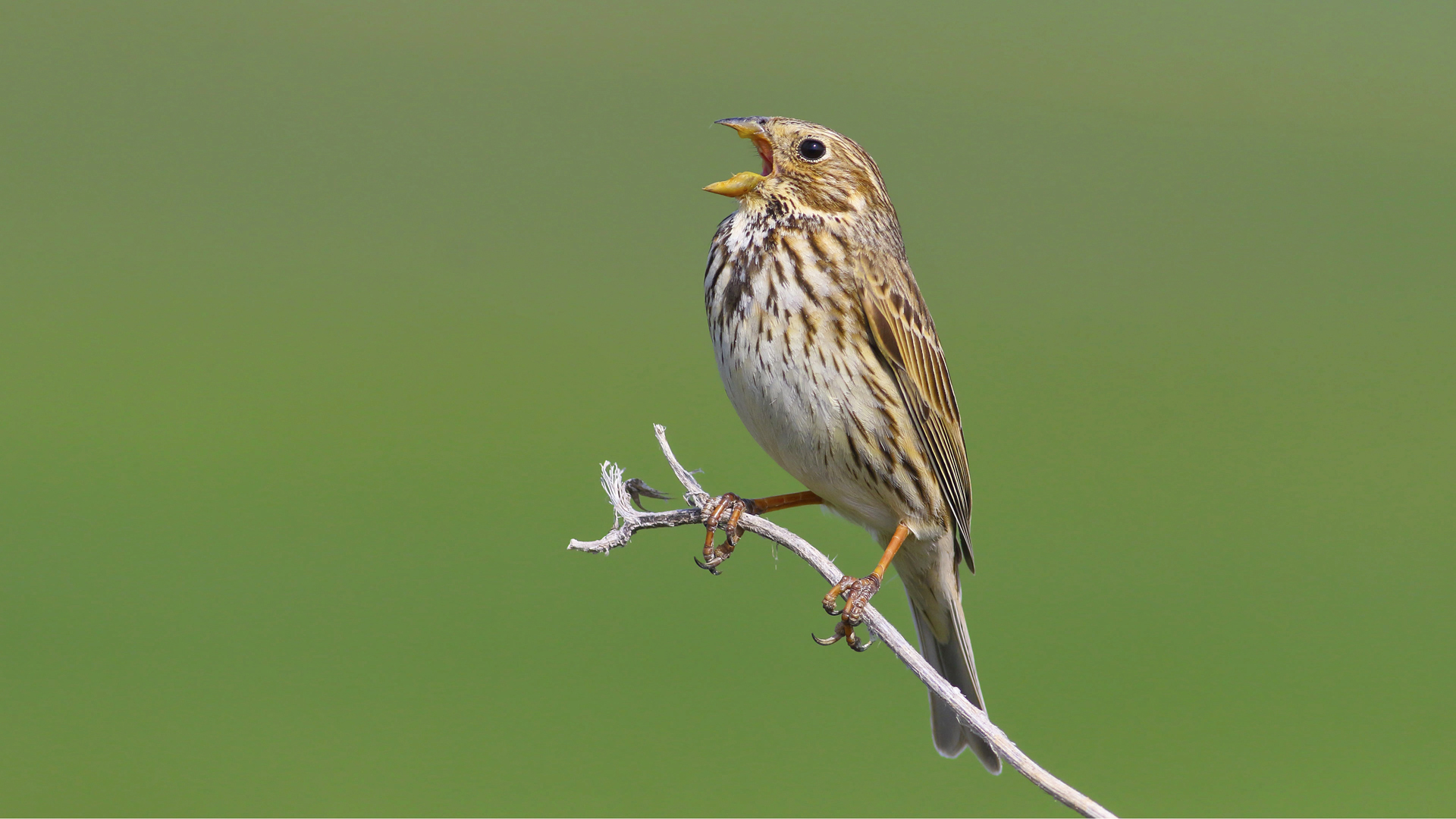 Tarla kirazkuşu » Corn Bunting » Emberiza calandra
