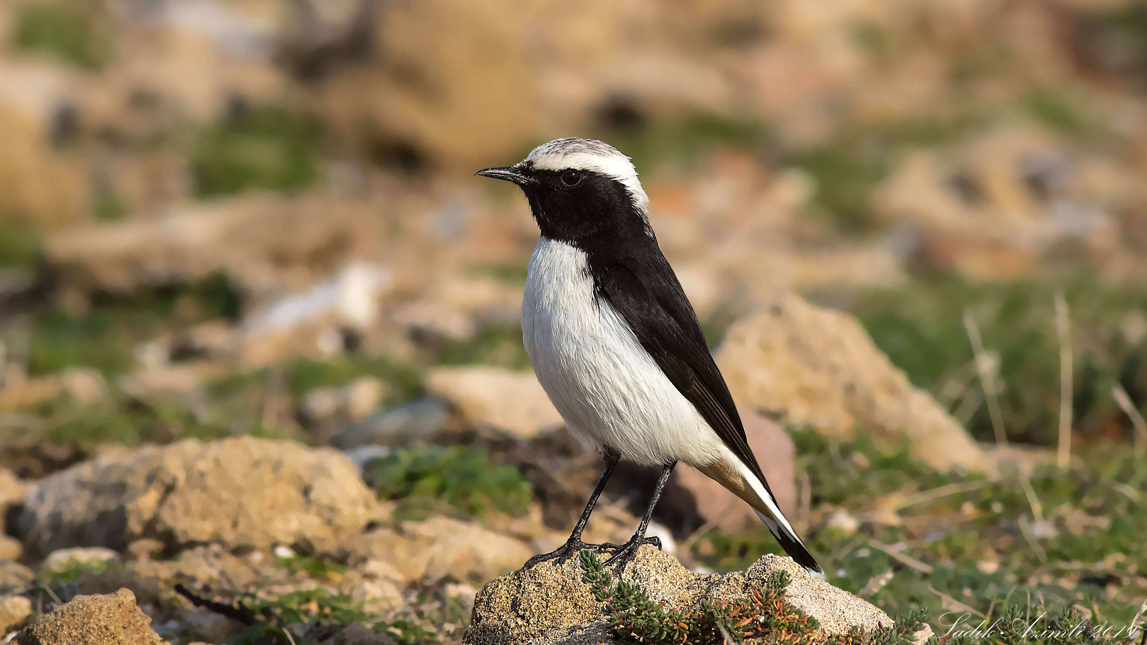 Karasırtlı kuyrukkakan