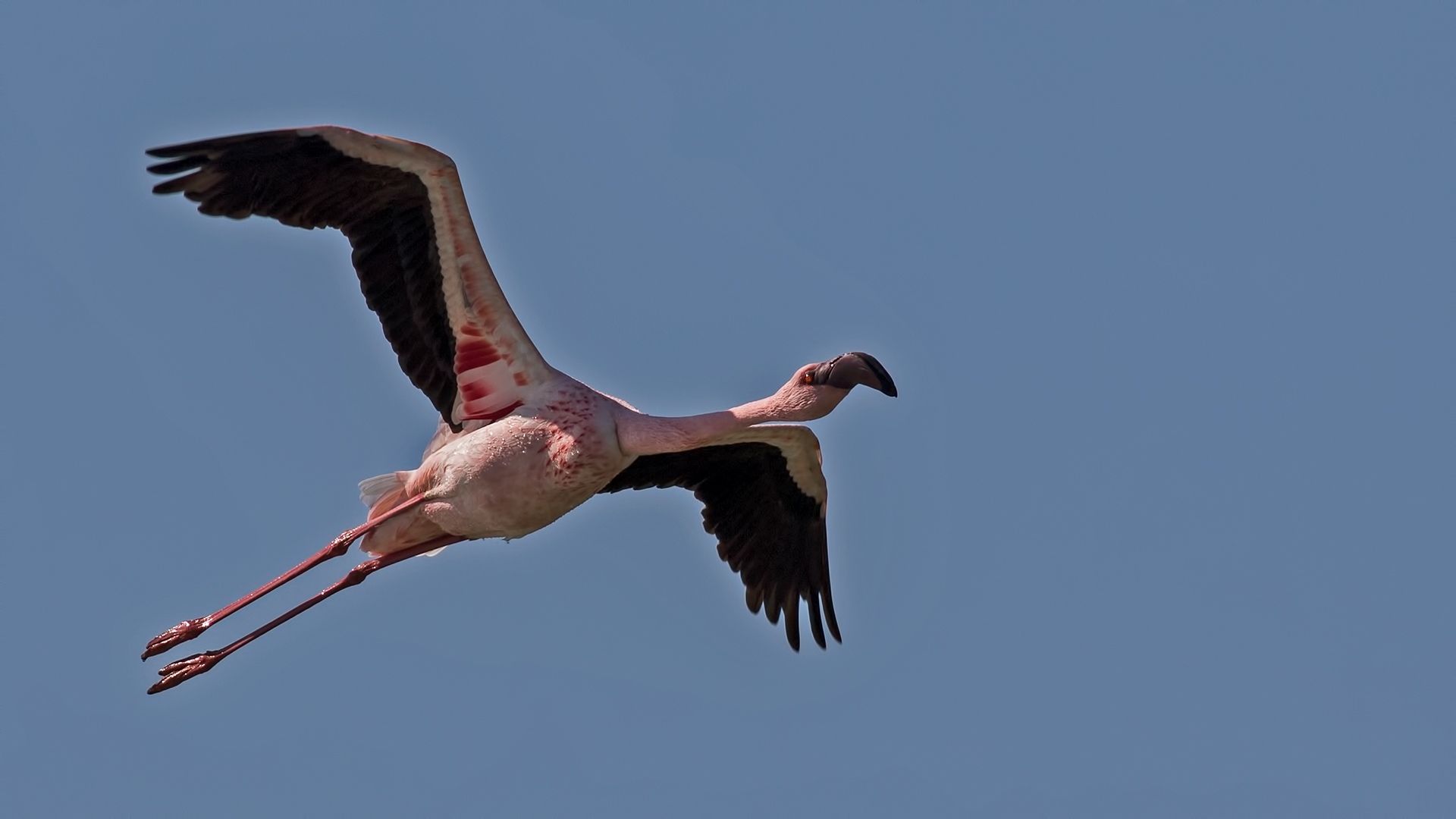 Küçük flamingo