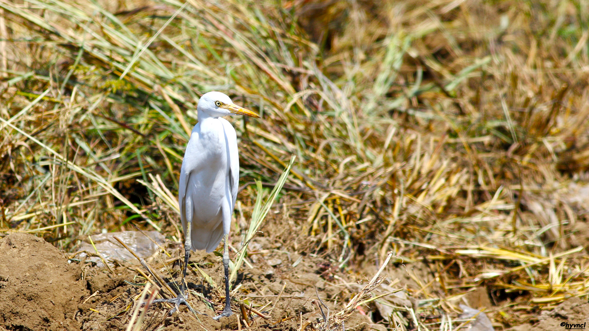Sığır balıkçılı