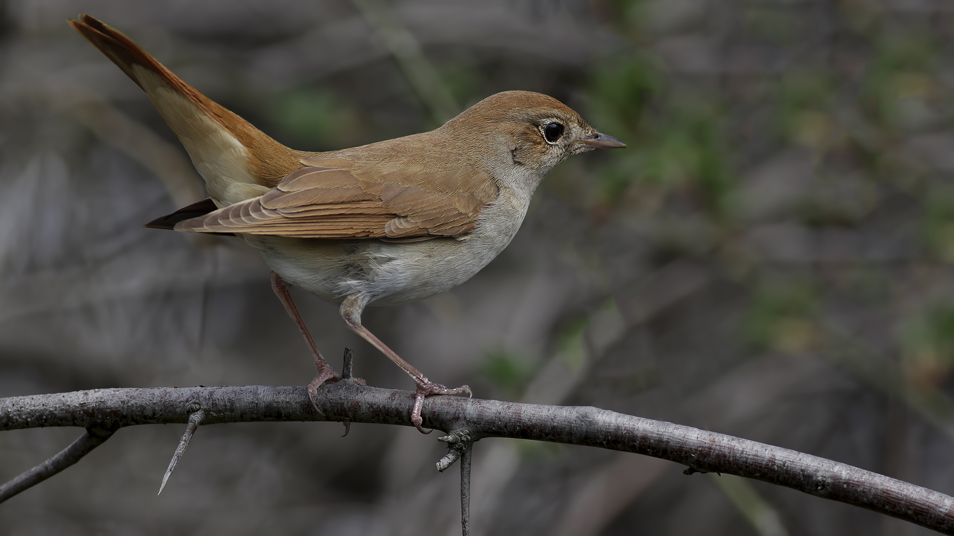 Bülbül » Common Nightingale » Luscinia megarhynchos