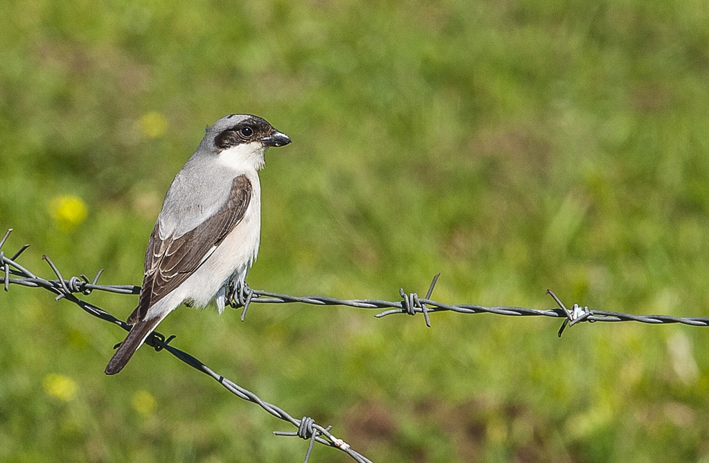 Karaalınlı örümcekkuşu