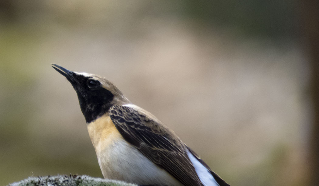 Karakulaklı kuyrukkakan