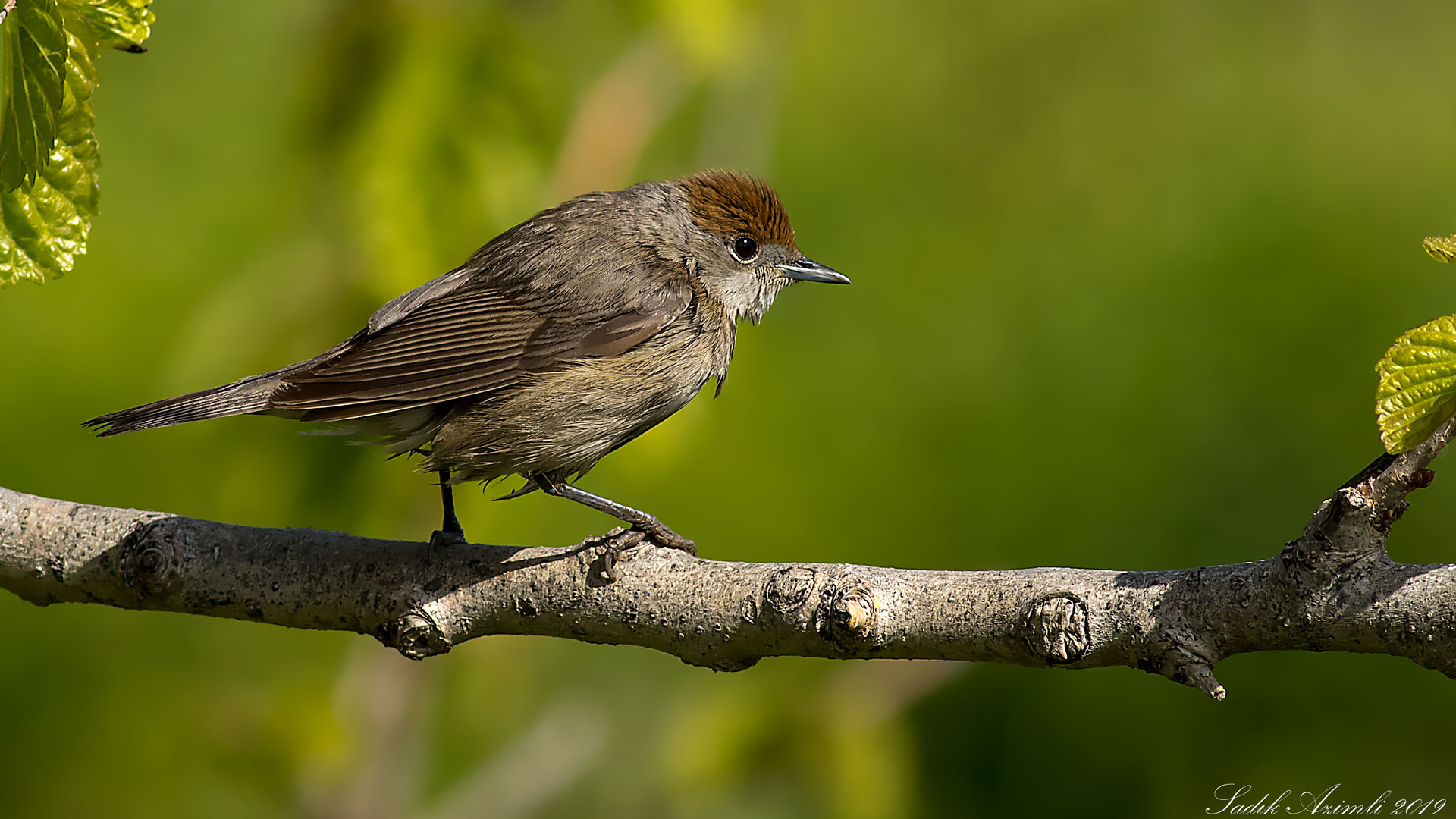 Karabaşlı ötleğen