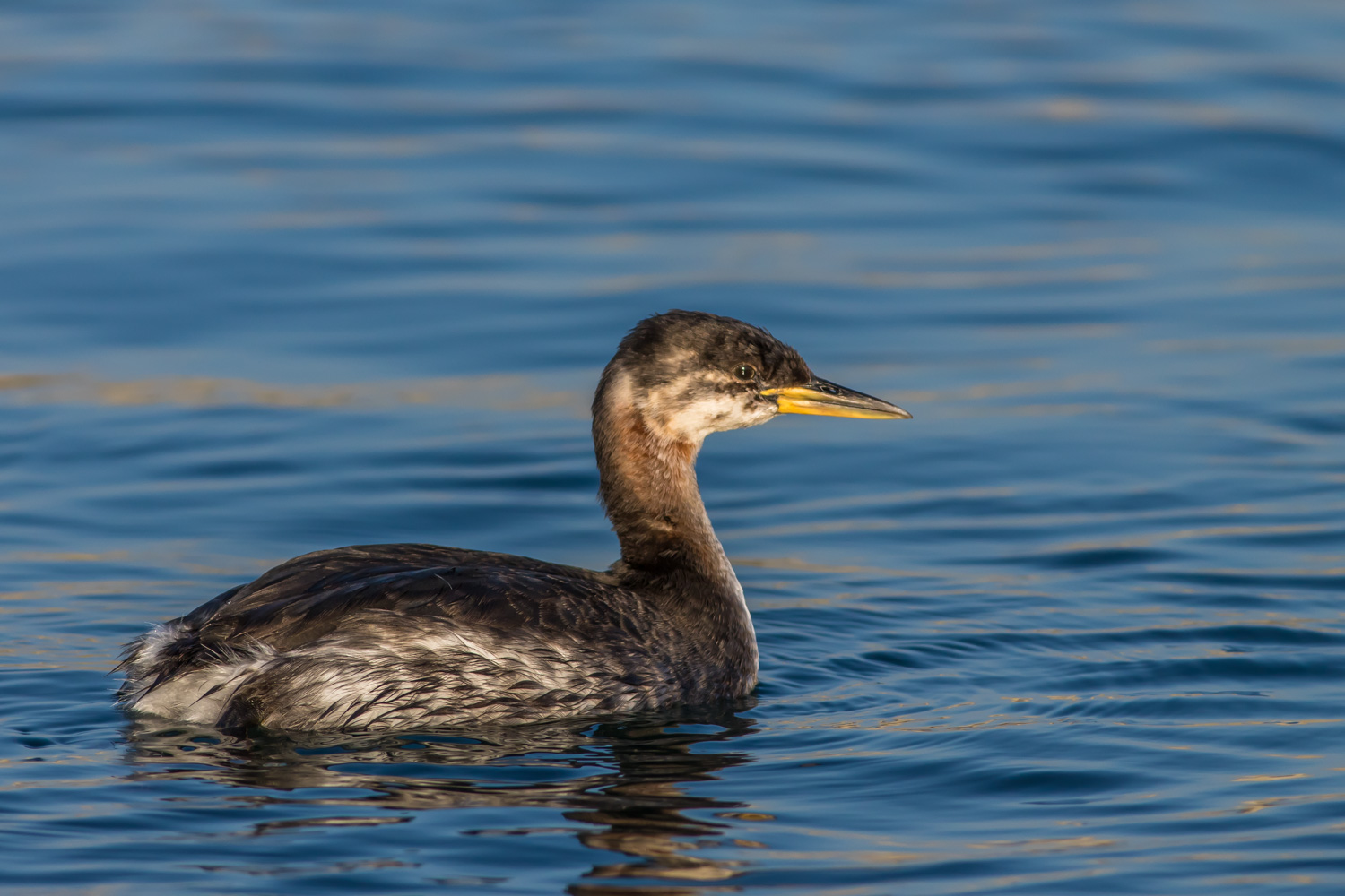 Kızılboyunlu batağan