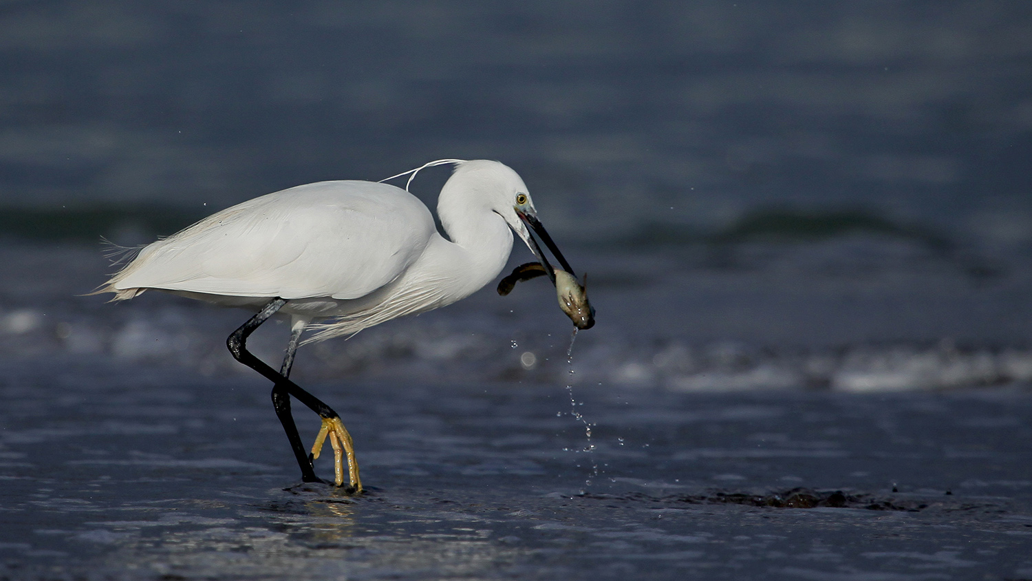 Küçük ak balıkçıl
