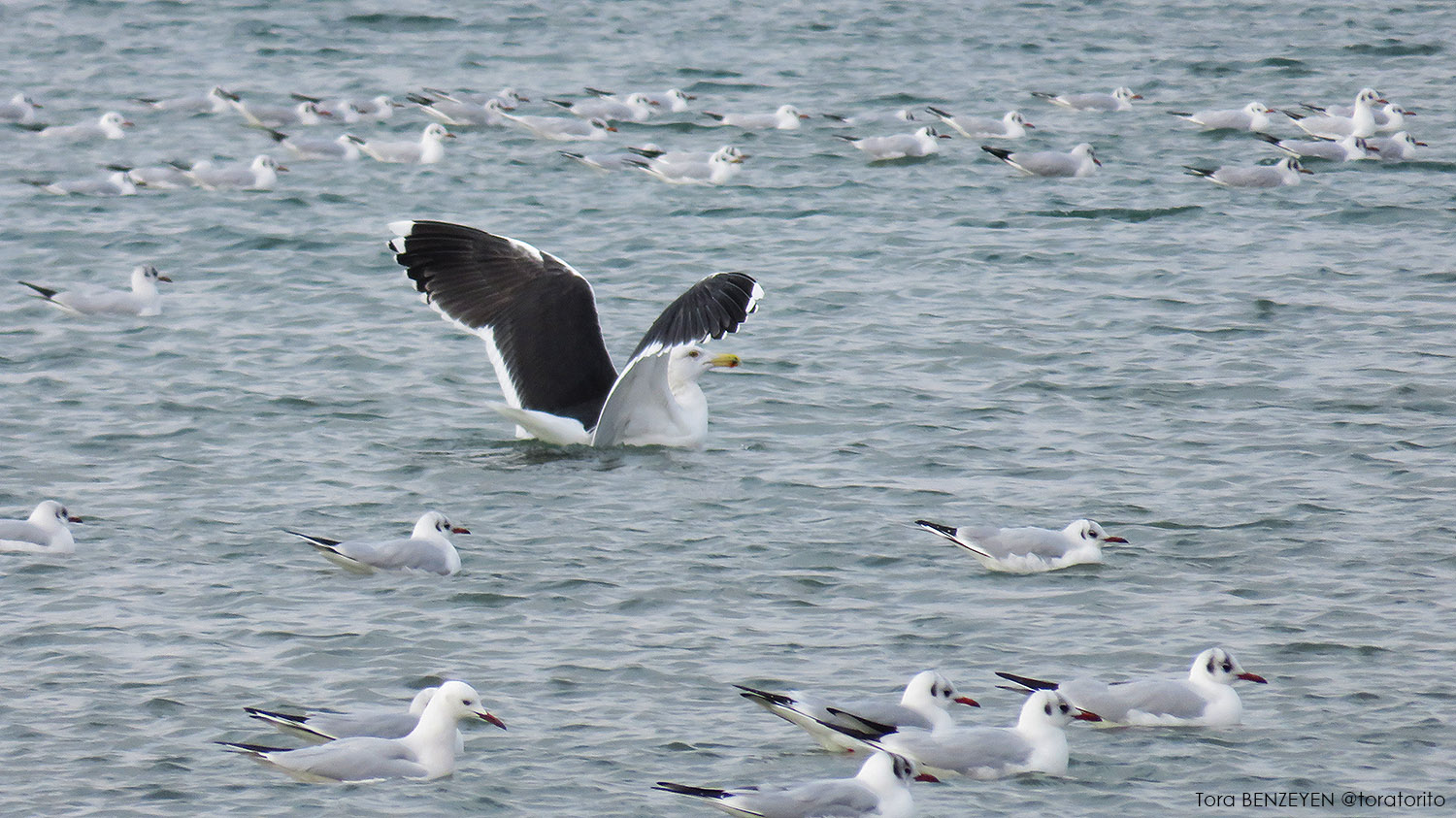 Büyük karasırtlı martı