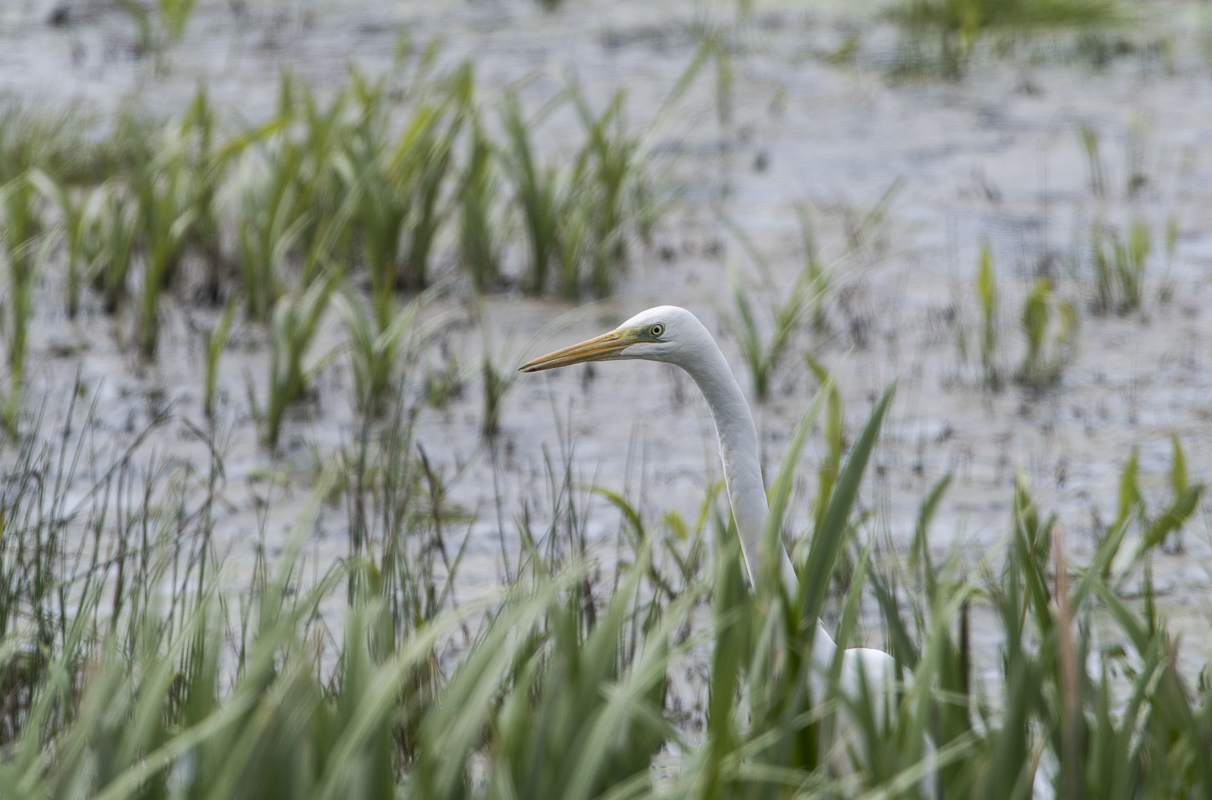 Büyük ak balıkçıl