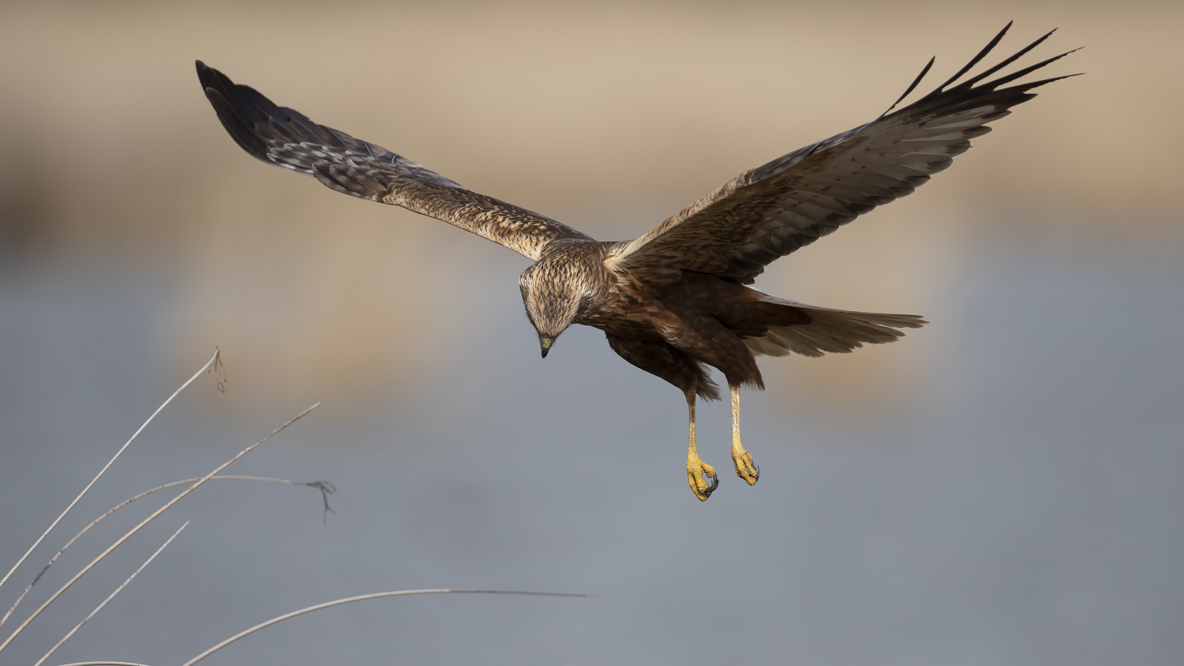Saz delicesi » Western Marsh Harrier » Circus aeruginosus