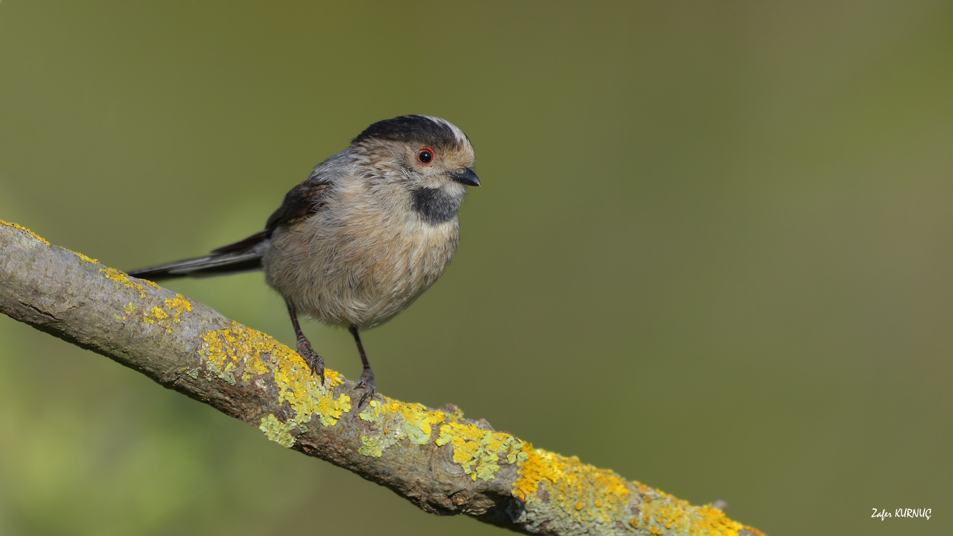 Uzunkuyruklu baştankara