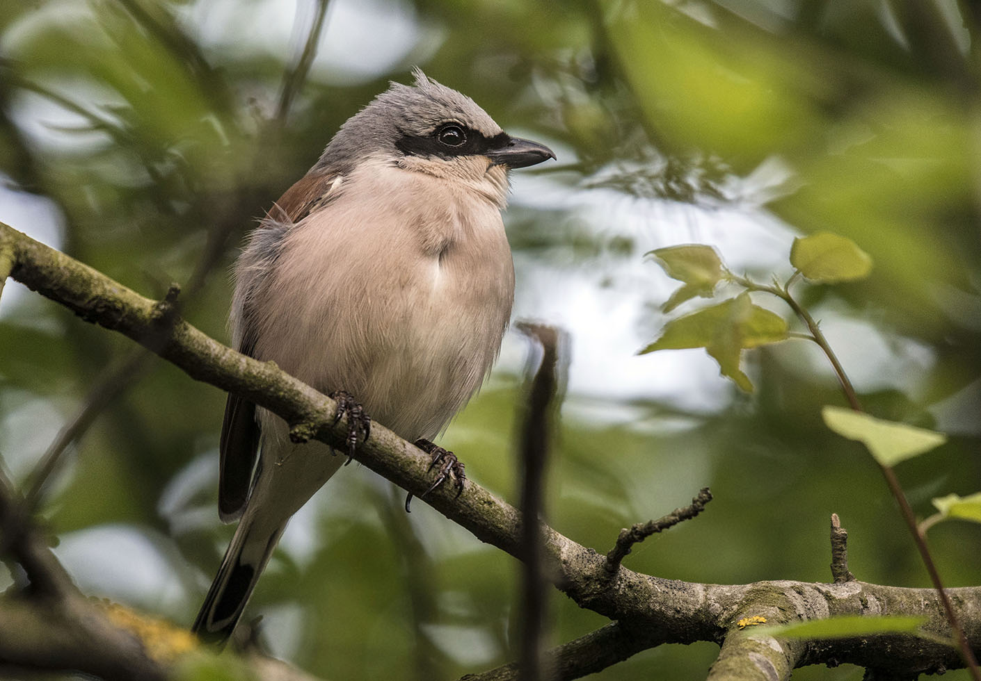 Kızılsırtlı örümcekkuşu