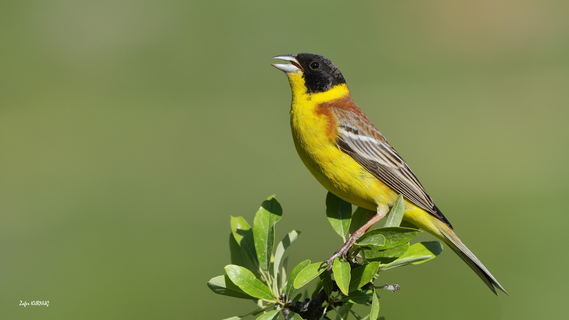Karabaşlı kirazkuşu