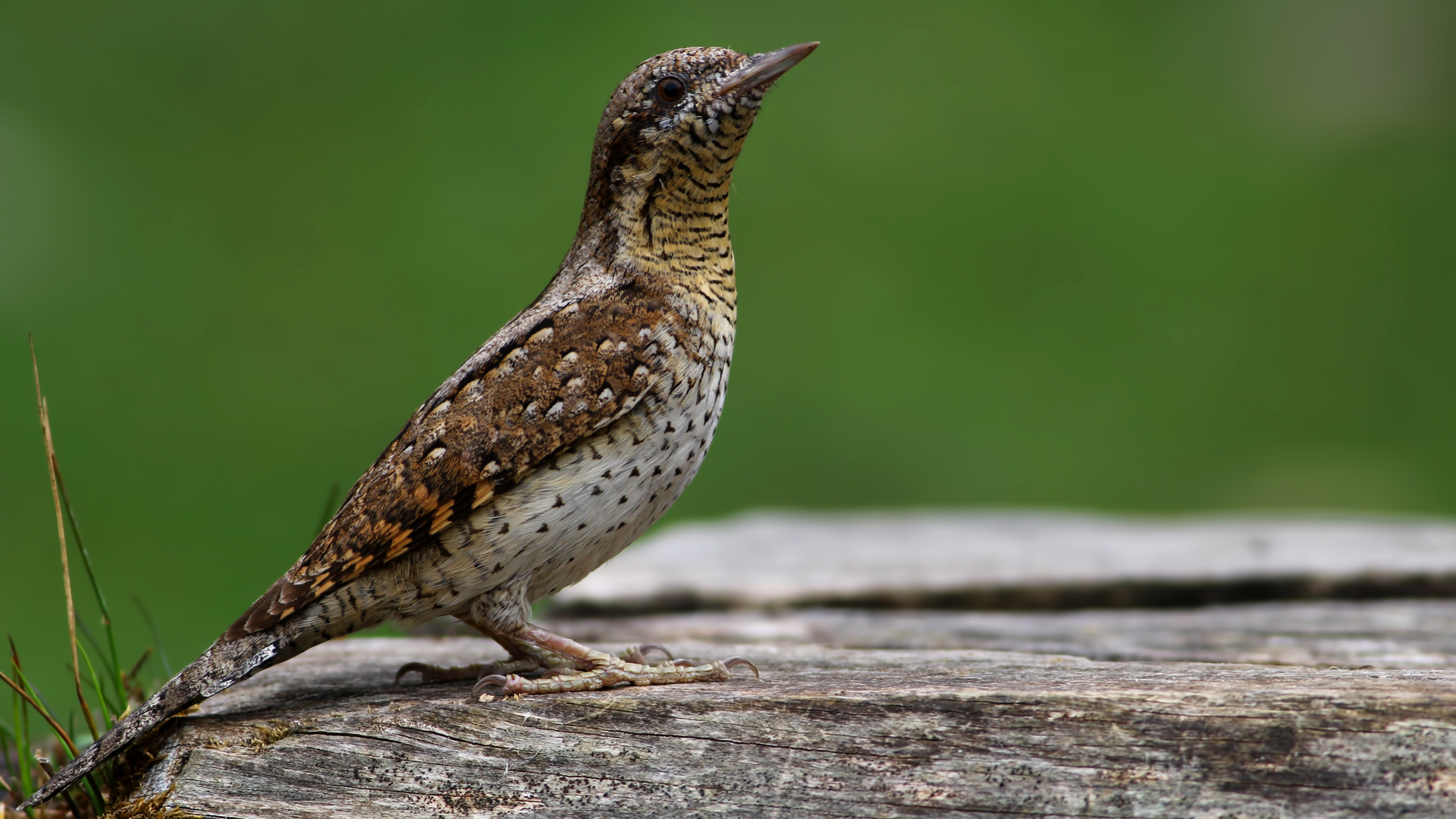 Boyunçeviren » Eurasian Wryneck » Jynx torquilla