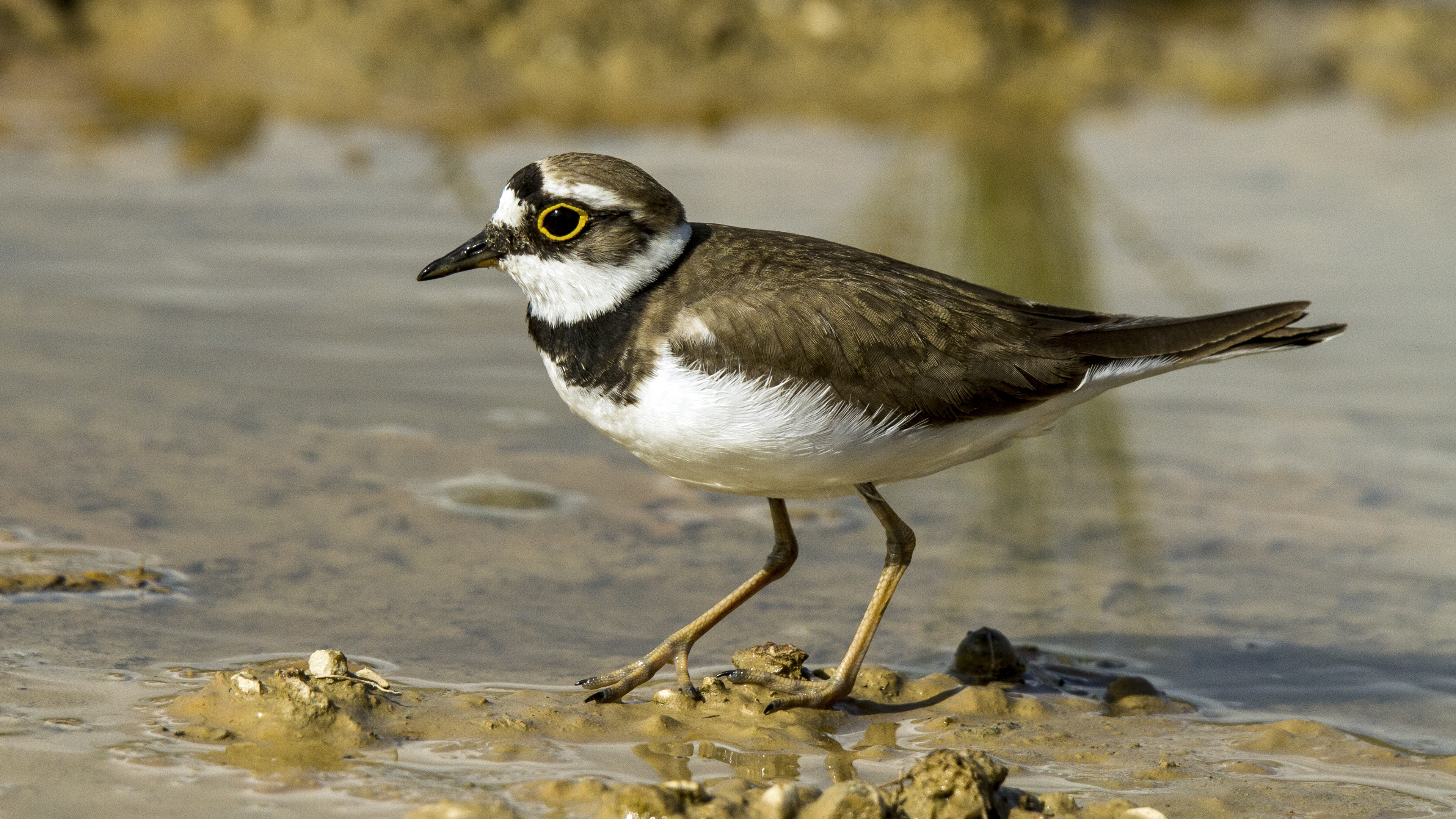 Halkalı küçük cılıbıt