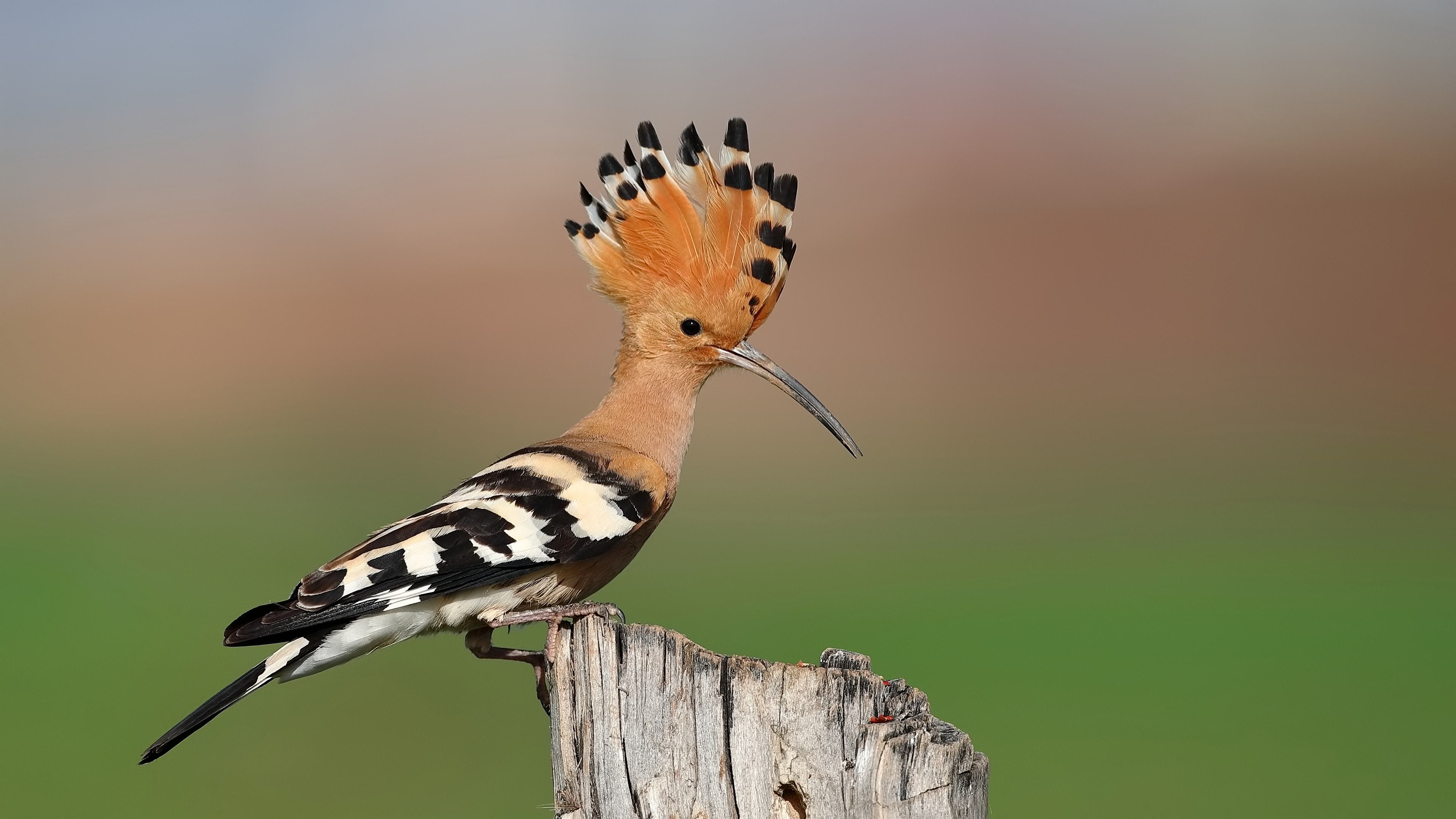 İbibik » Eurasian Hoopoe » Upupa epops