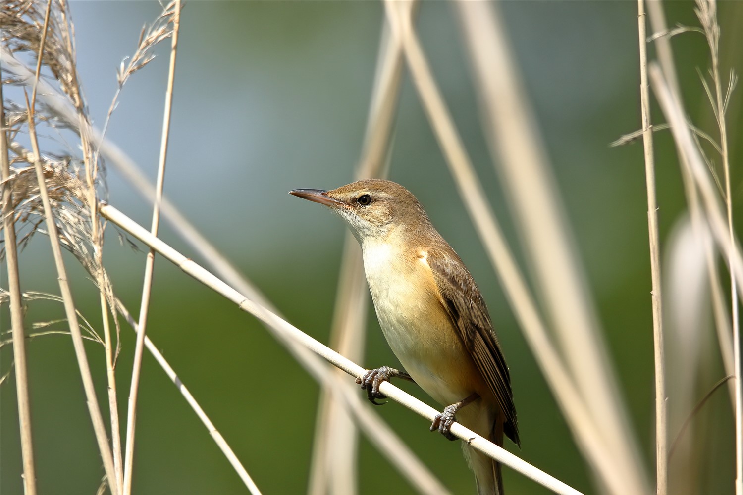 Büyük kamışçın