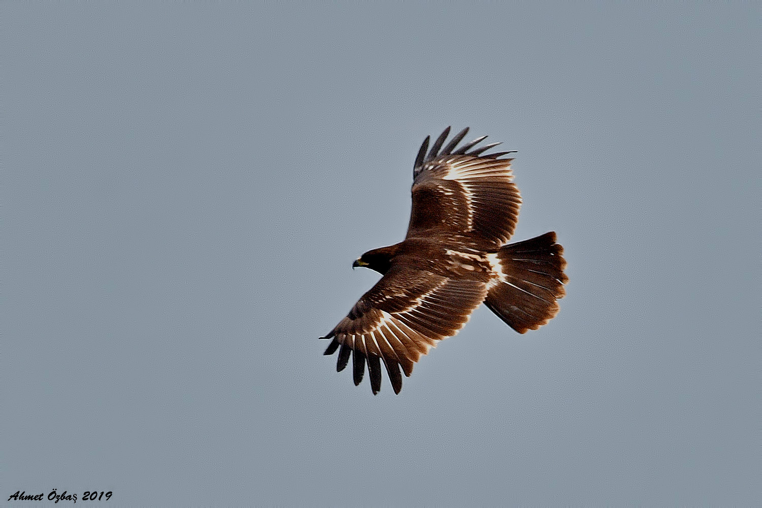 Büyük orman kartalı