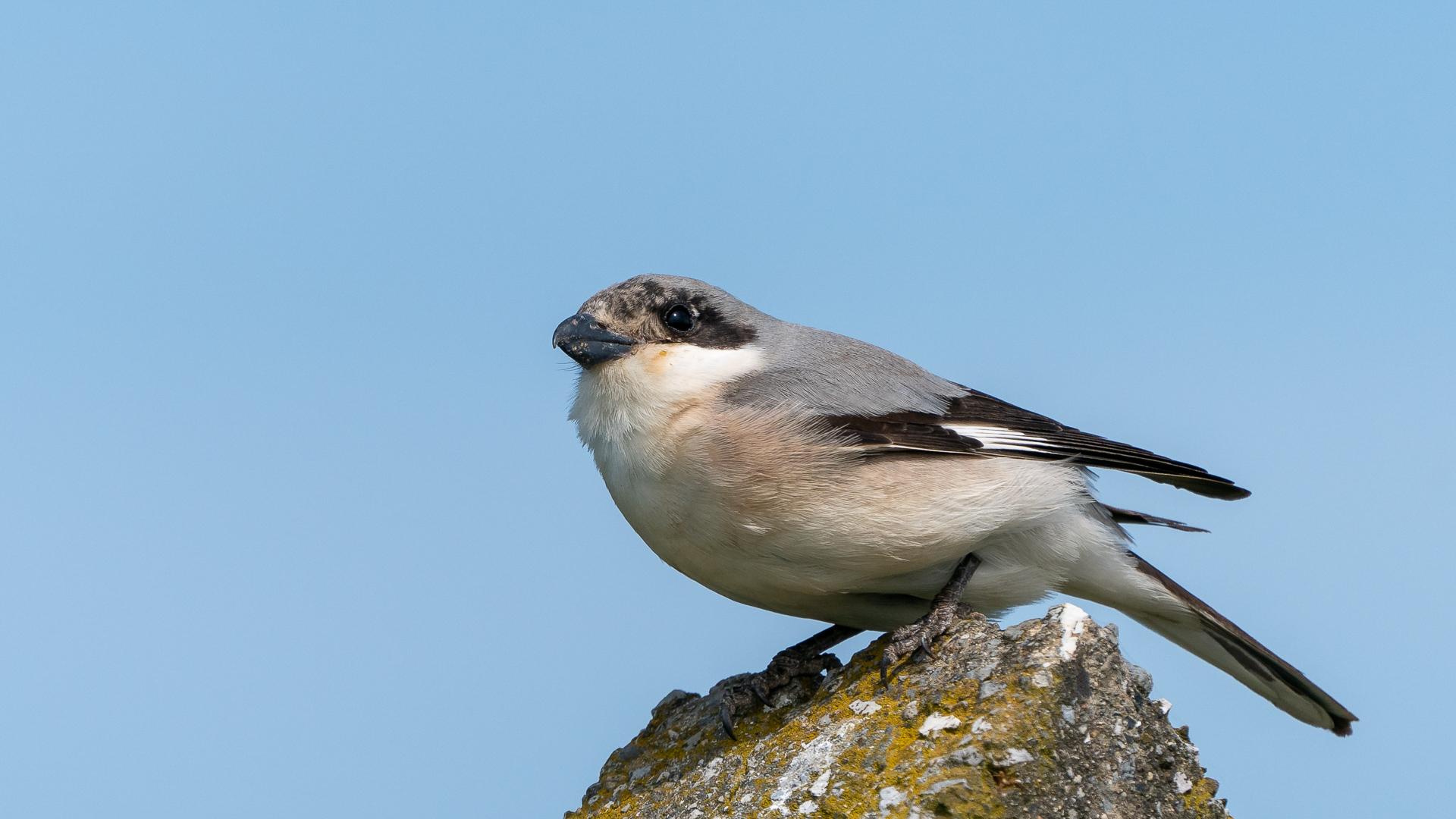 Karaalınlı örümcekkuşu