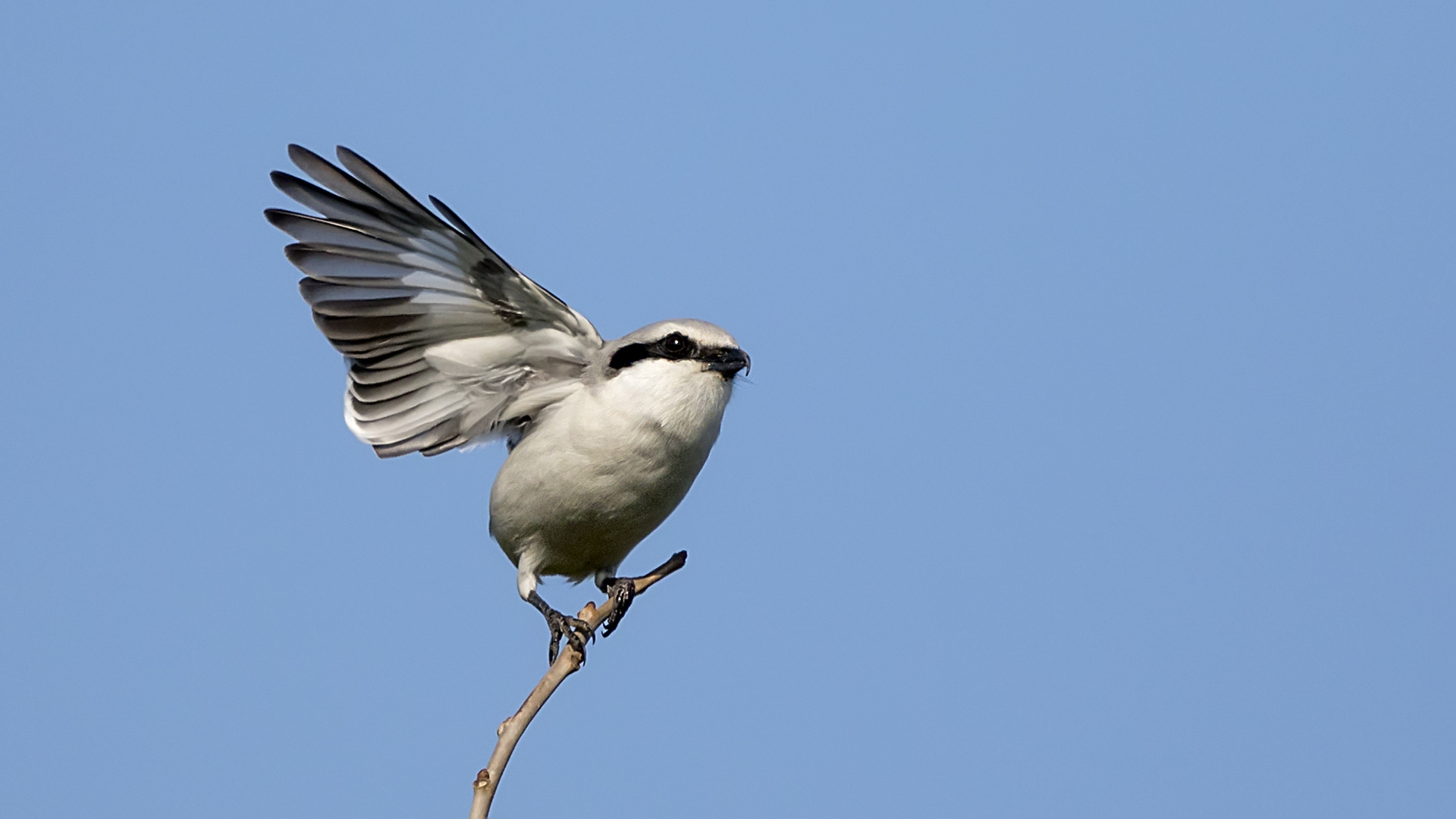 Büyük örümcekkuşu