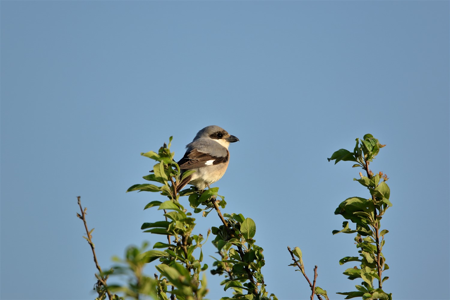 Karaalınlı örümcekkuşu