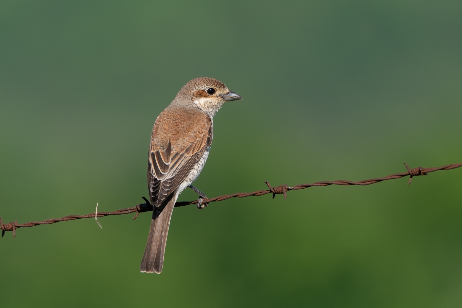 Kızılsırtlı örümcekkuşu