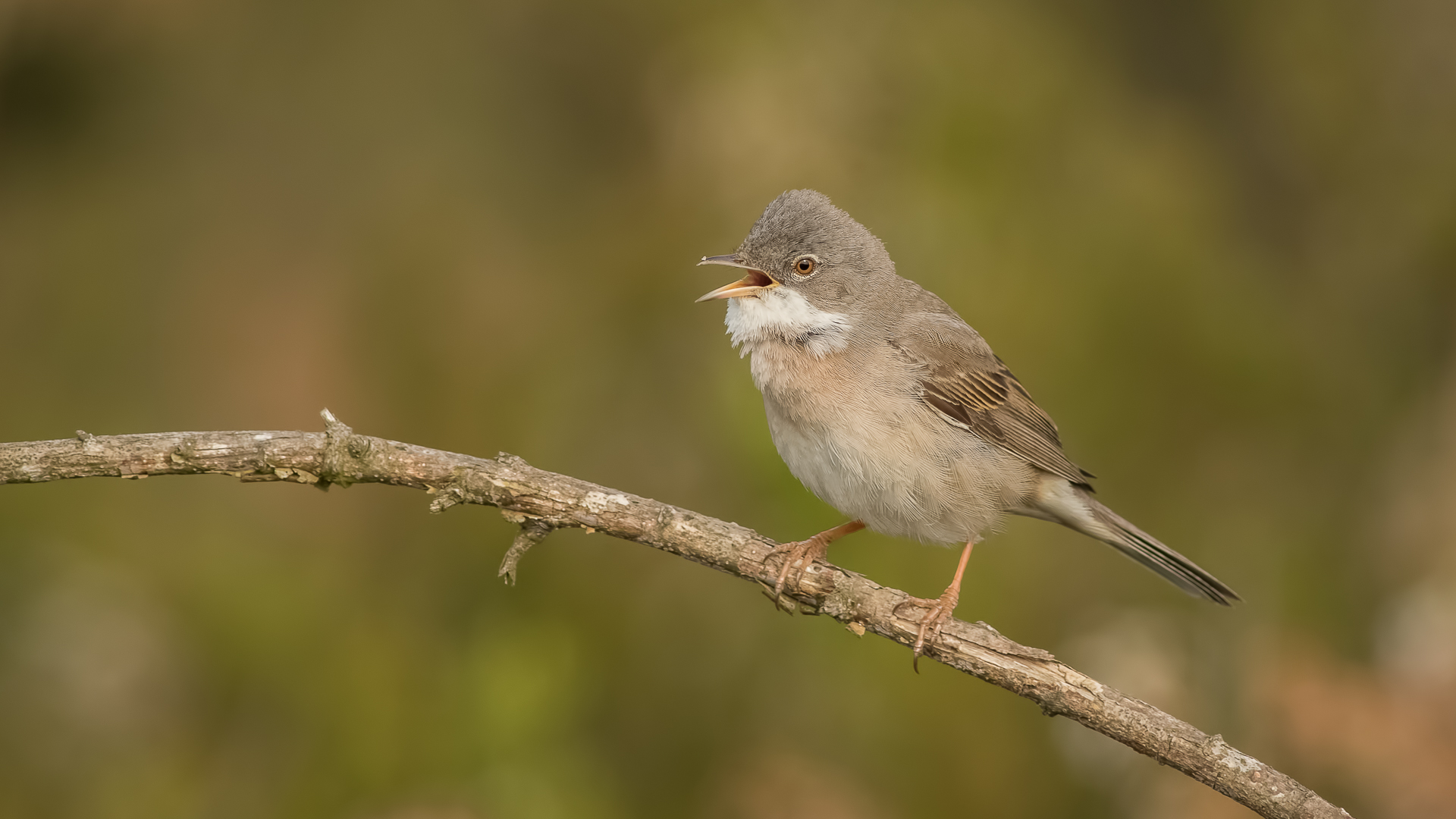 Akgerdanlı ötleğen