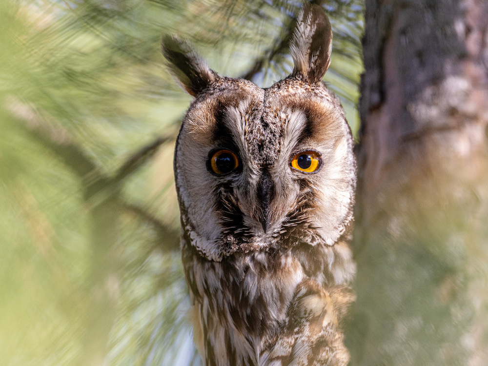 Kulaklı orman baykuşu