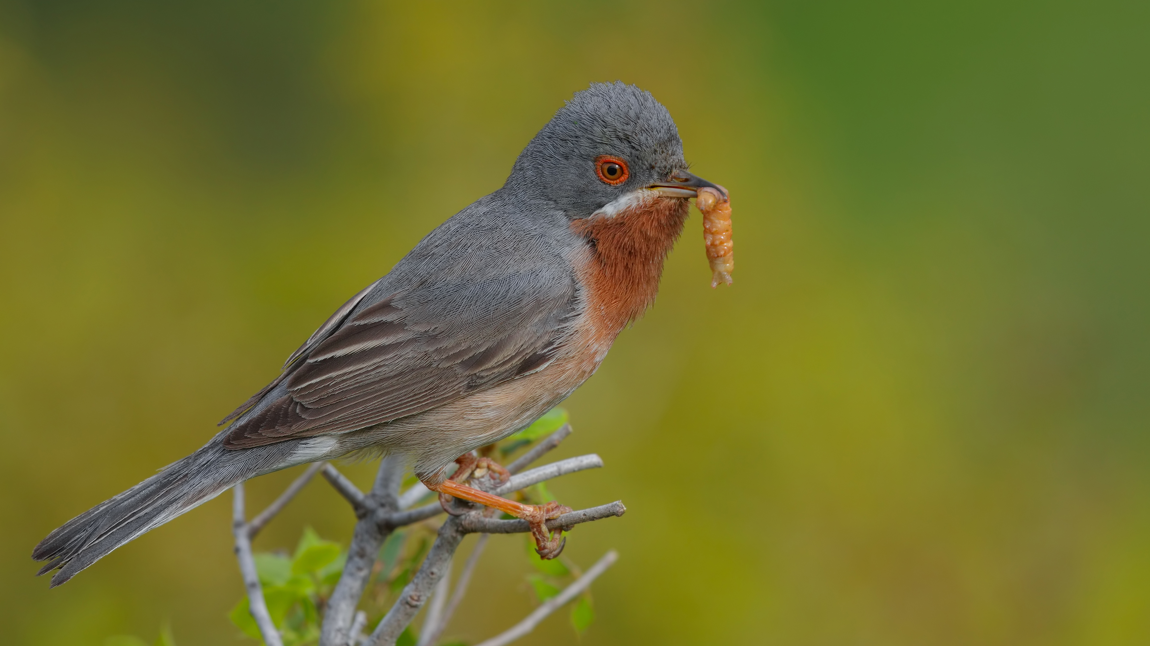 Bıyıklı ötleğen